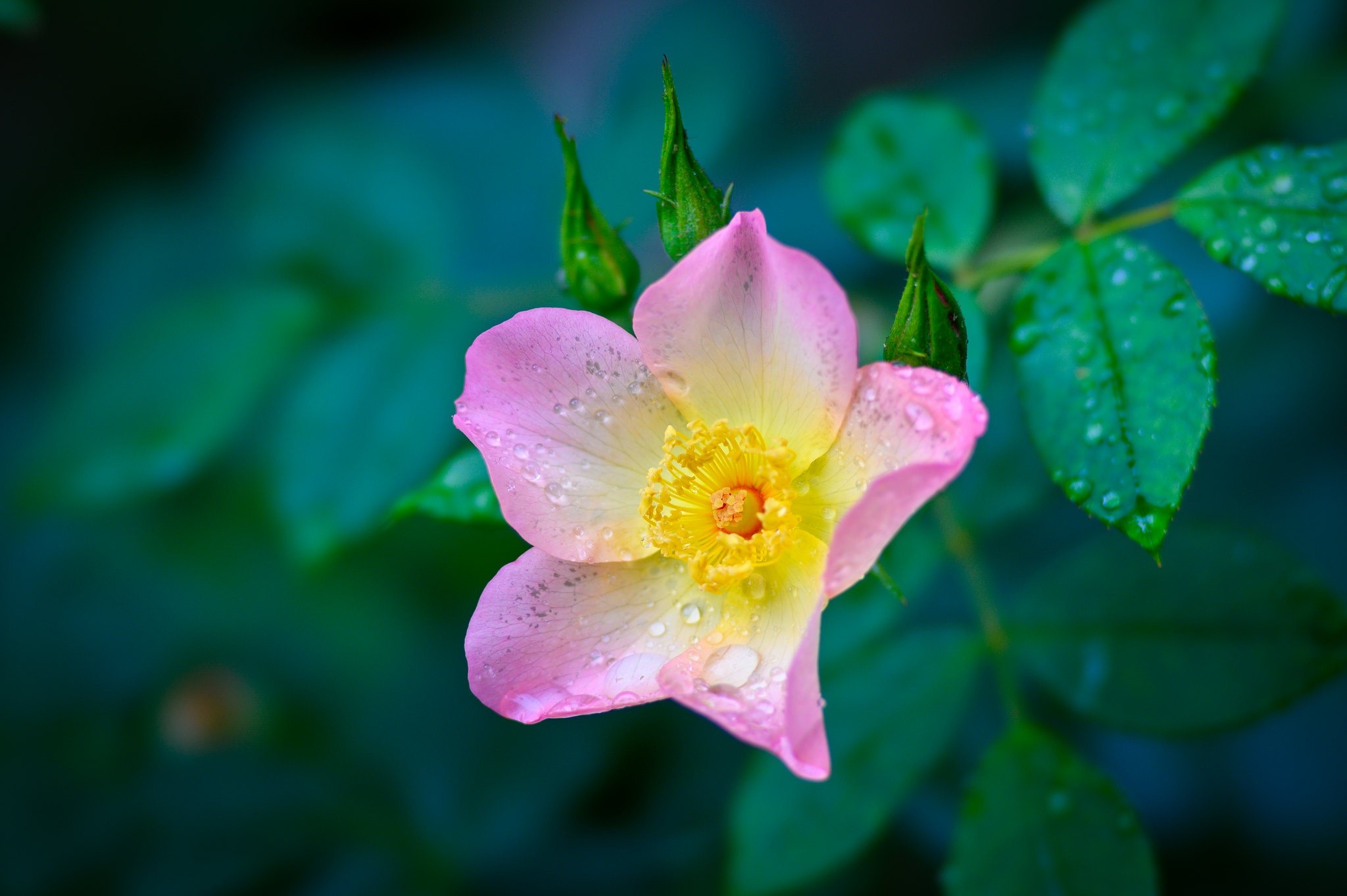 Pink and yellow rose with water droplets HD Wallpaper