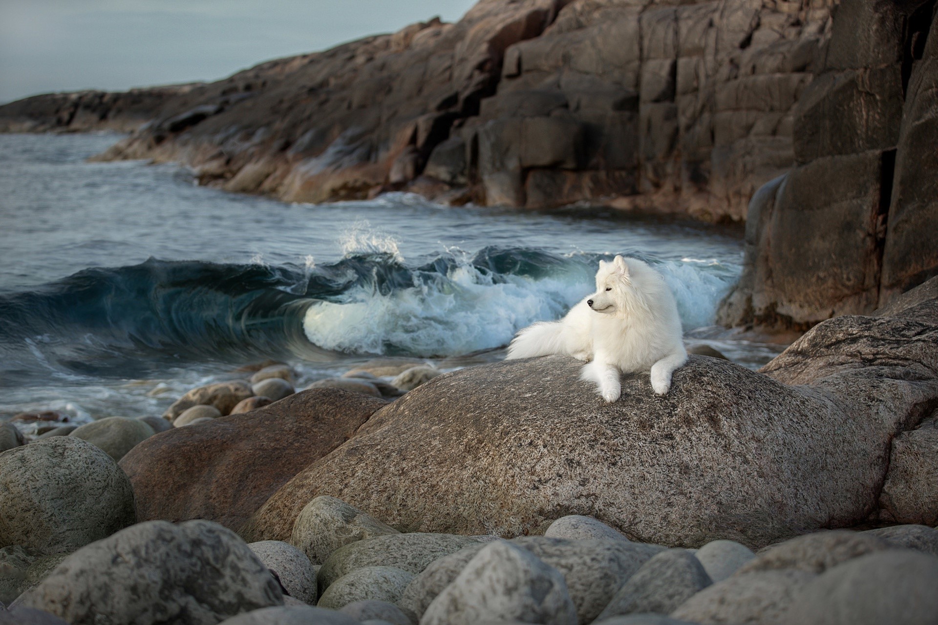 Samoyed dog on a rocky coast with waves HD Wallpaper
