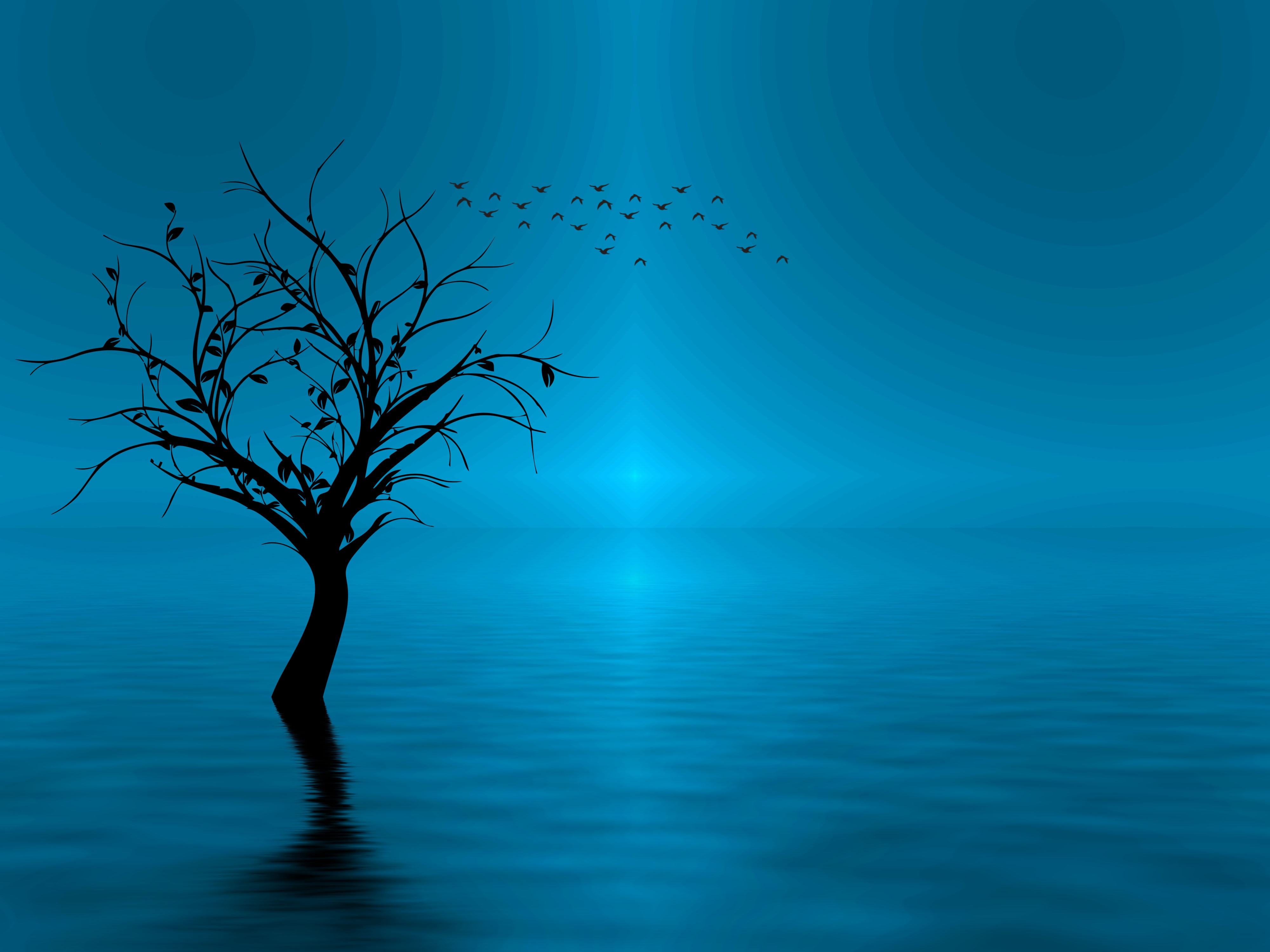 Silhouette of a tree and birds over water HD Wallpaper