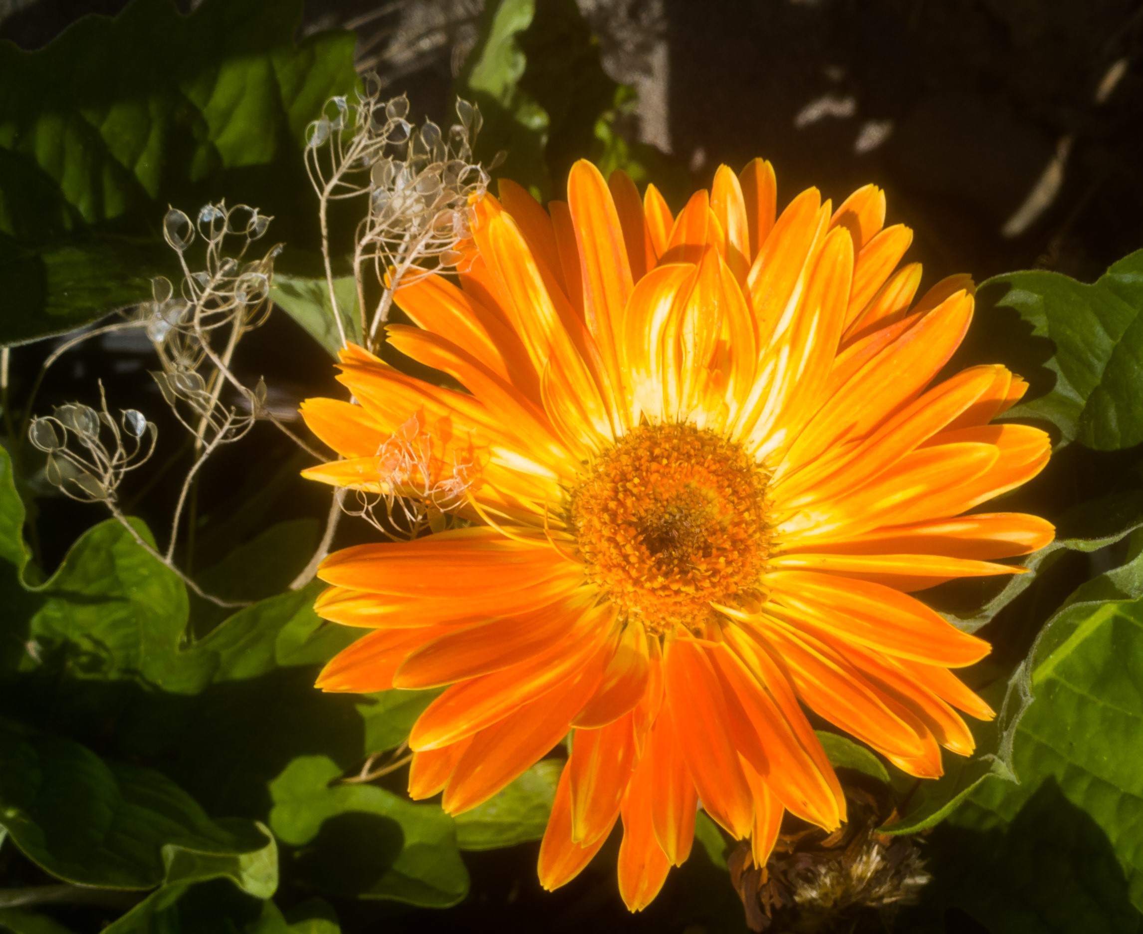 Orange Gerbera Daisy with Seed Pods HD Wallpaper