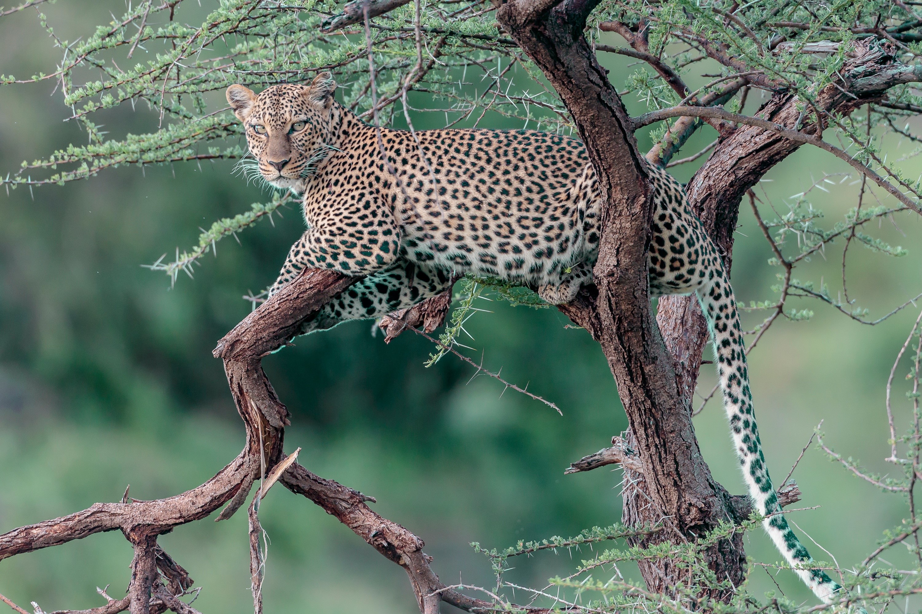 Leopard resting on a tree branch HD Wallpaper
