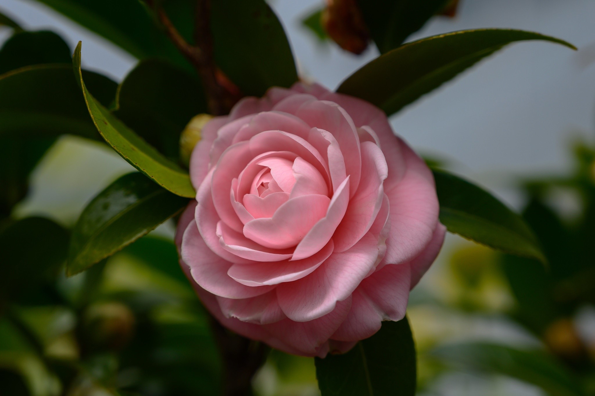 Pink camellia flower with green leaves HD Wallpaper