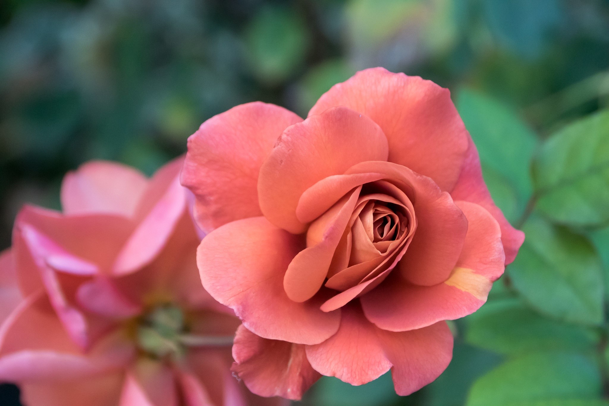 Close-up of a coral rose in bloom HD Wallpaper