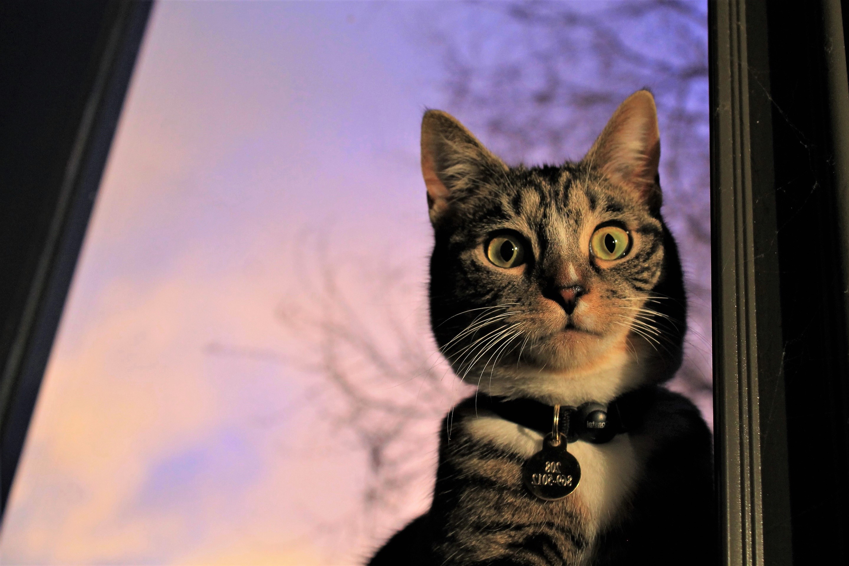 Tabby cat with collar looking out window at sunset HD Wallpaper
