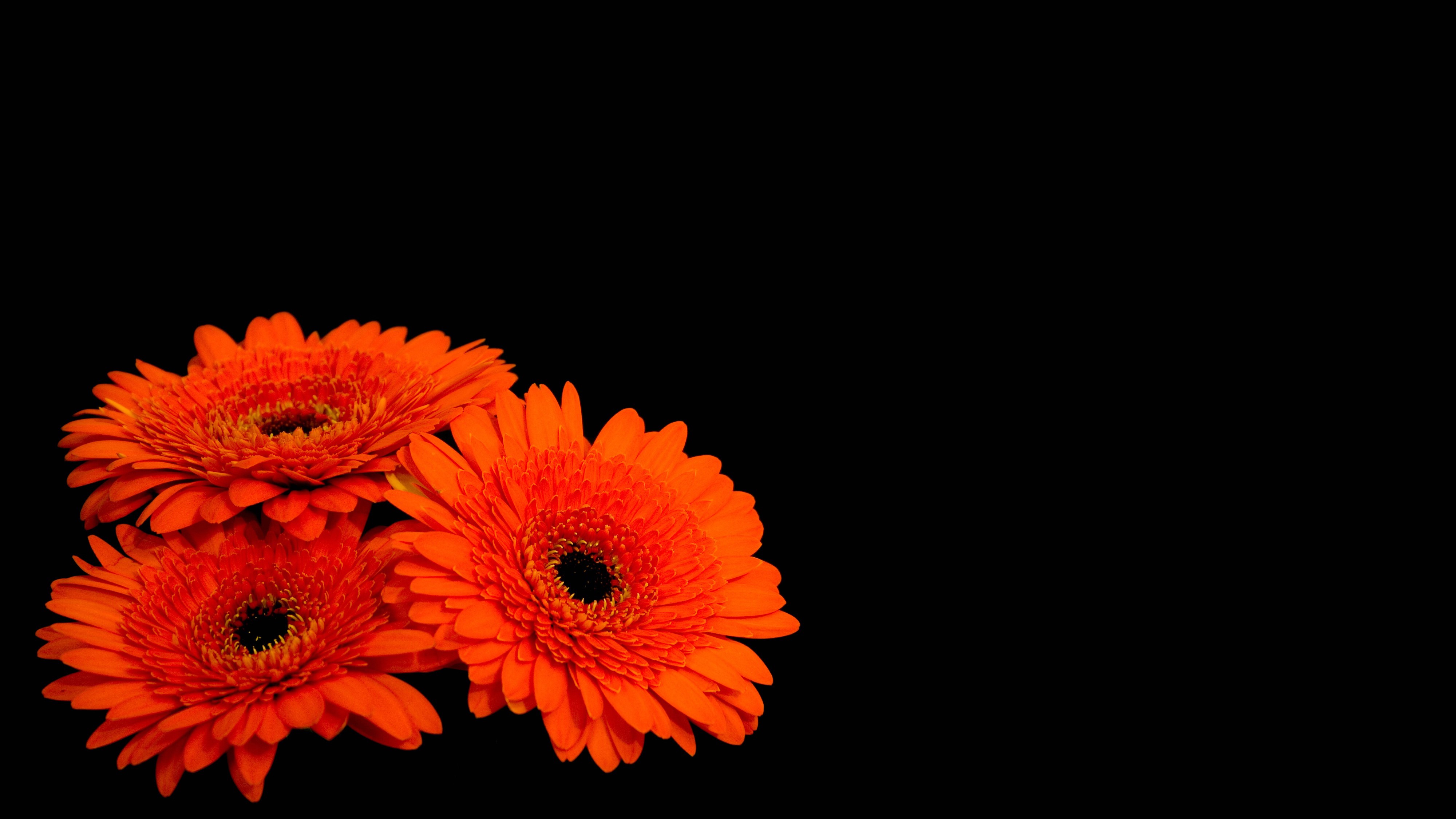Three orange gerbera daisies on black background HD Wallpaper