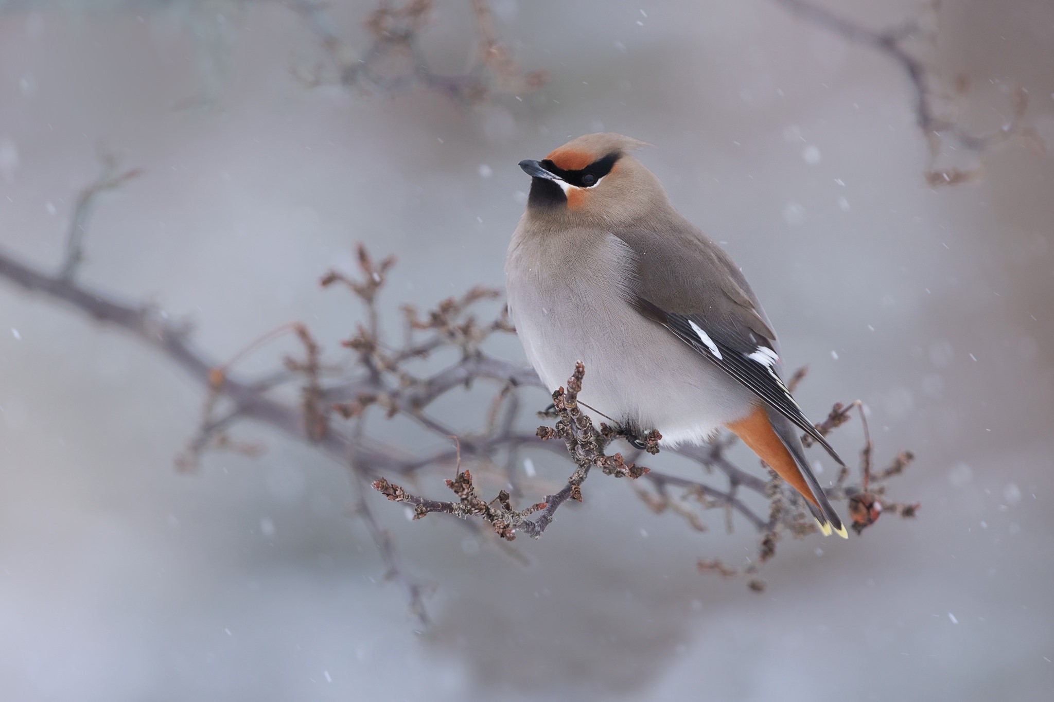 Bohemian waxwing bird perched on a snowy branch HD Wallpaper