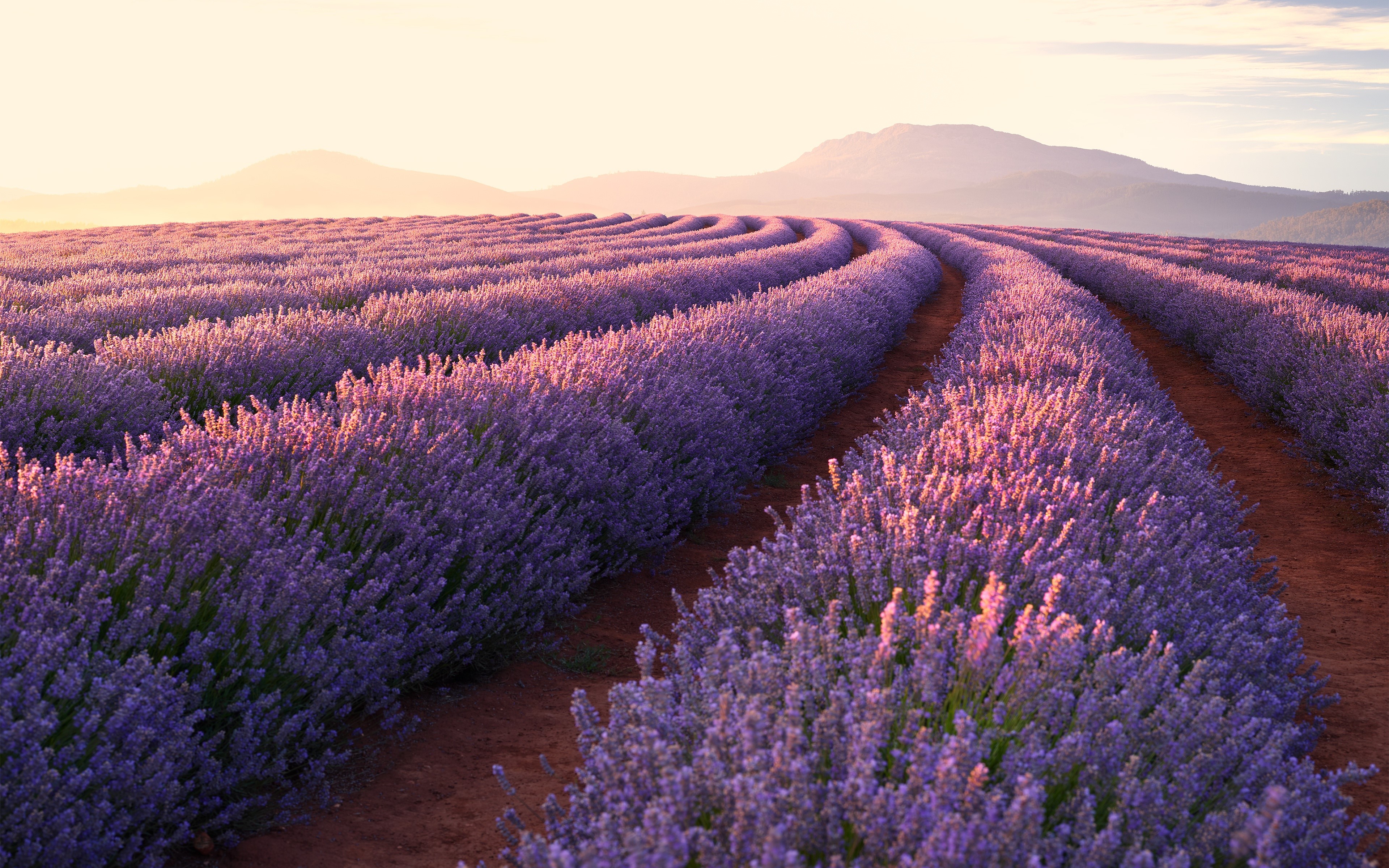 Lavender field at sunset HD Wallpaper