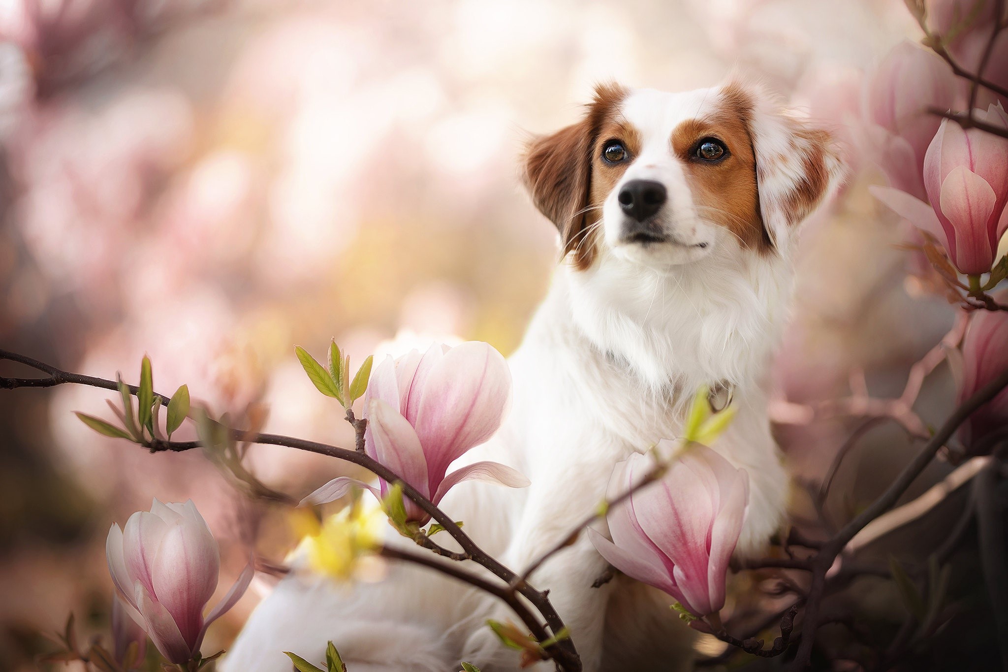 Dog sitting among pink magnolia flowers HD Wallpaper