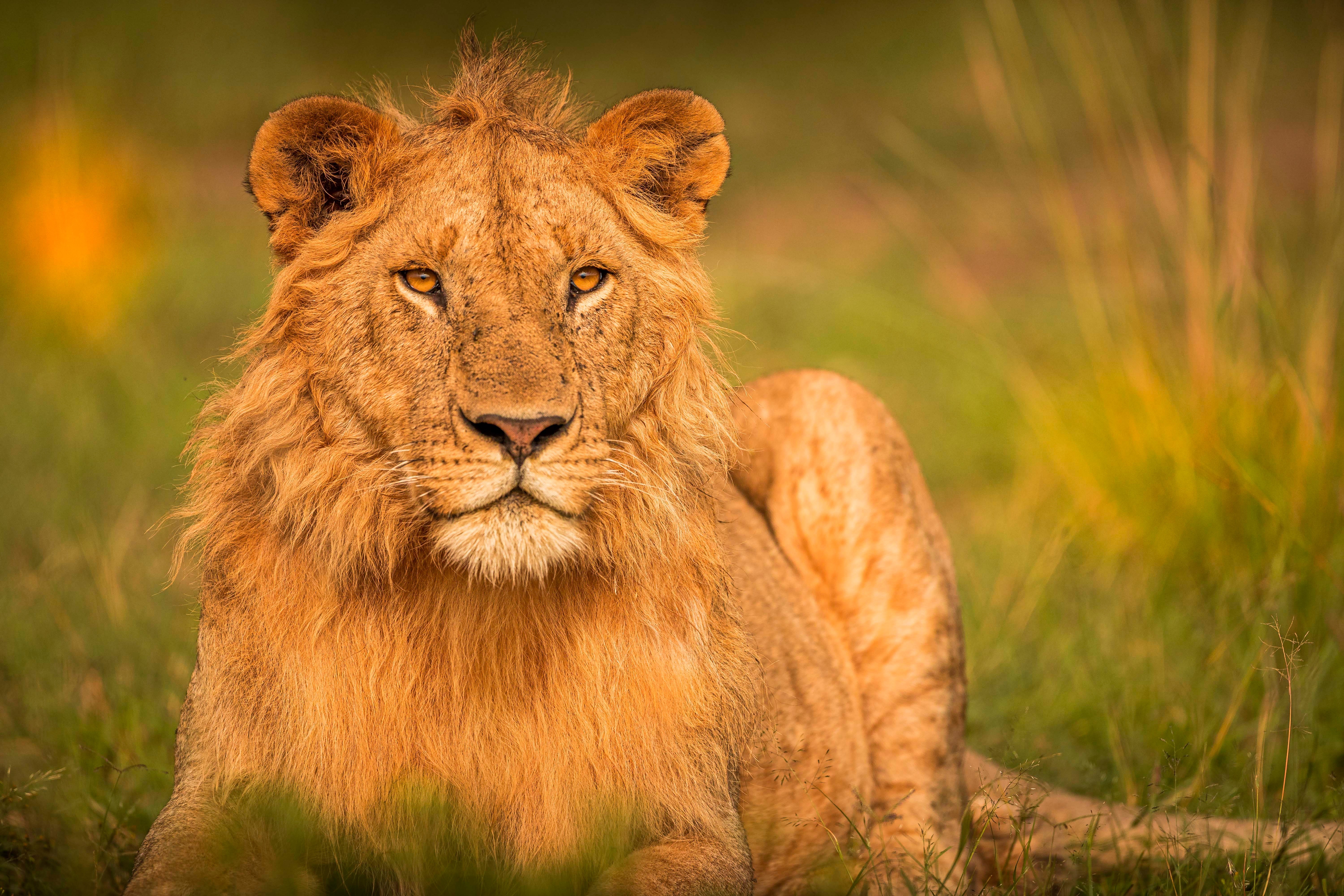 4K Lion in Grassland HD Wallpaper