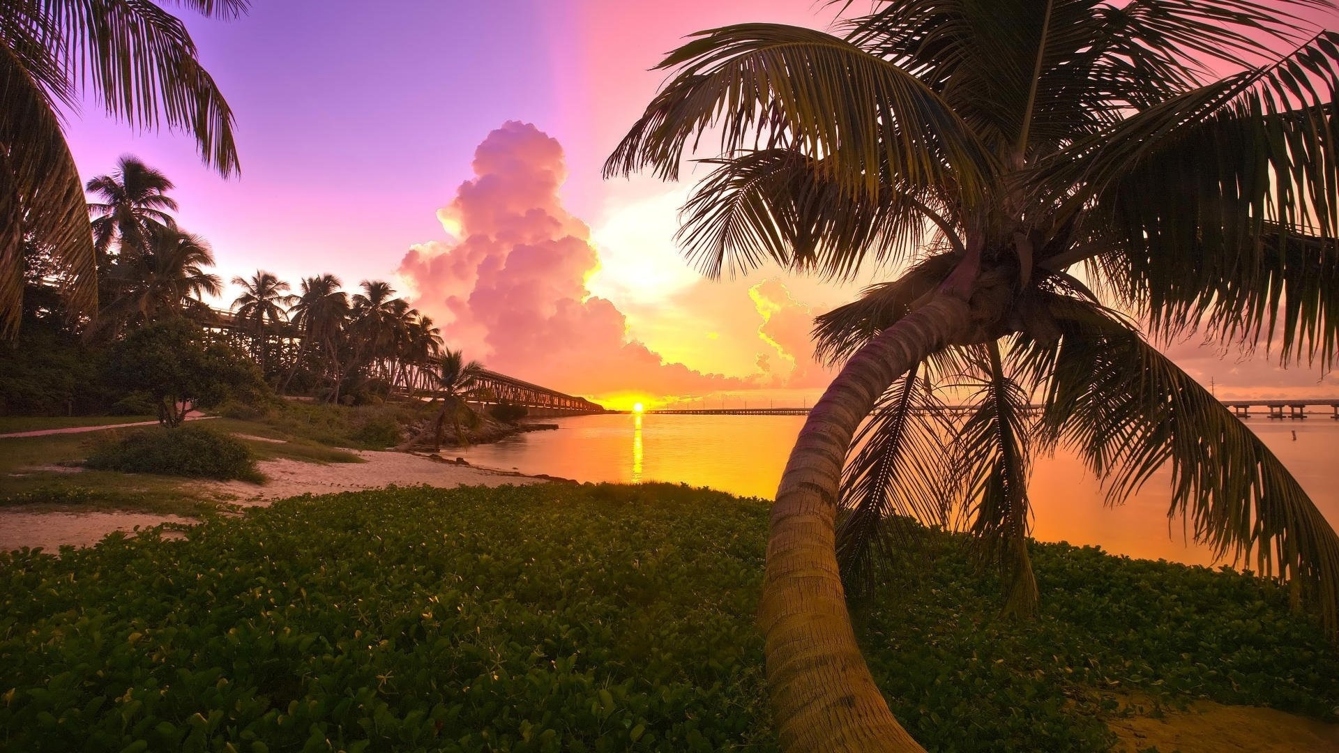 Palm trees on a beach at sunset HD Wallpaper