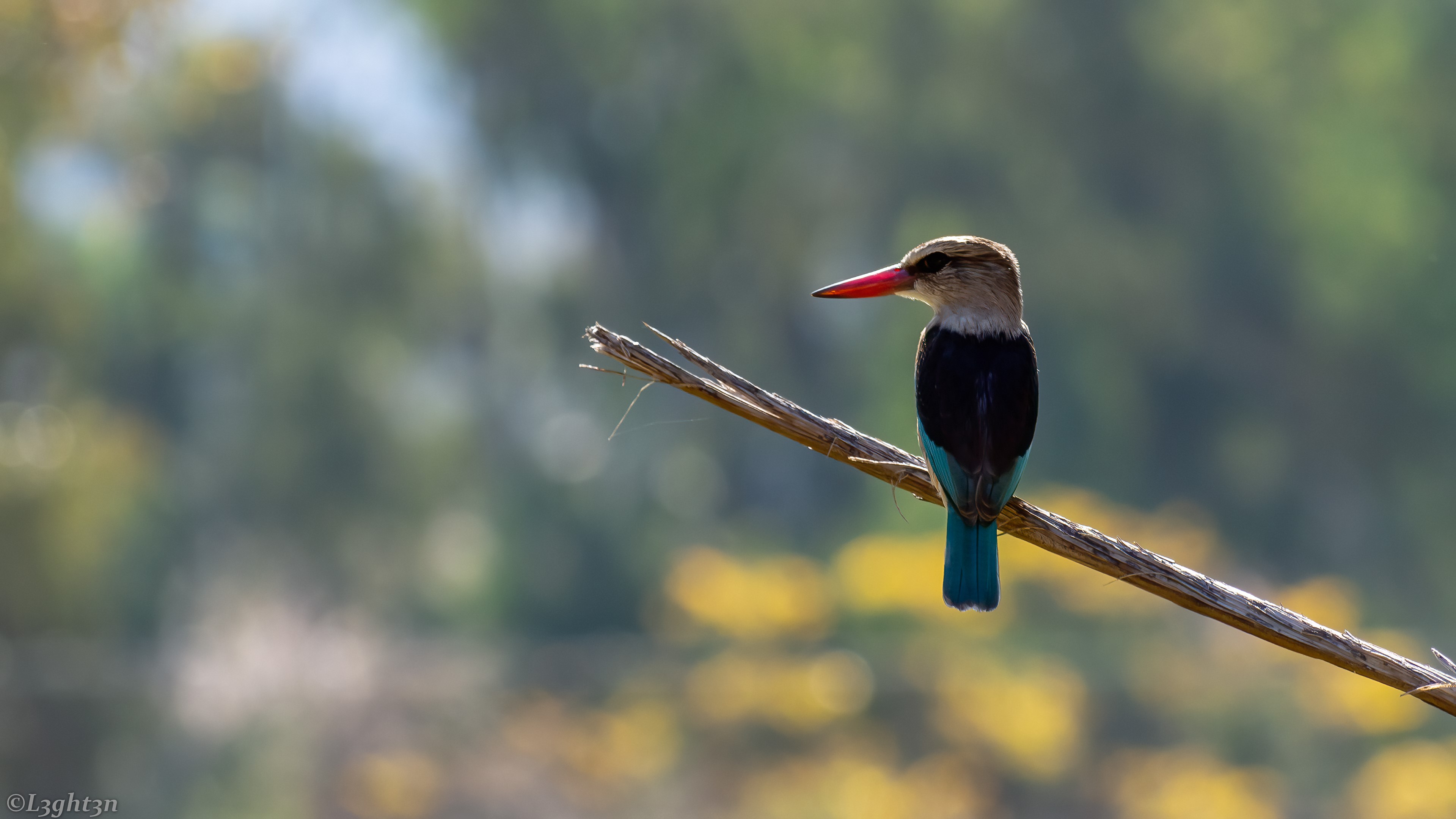 Brown-hooded kingfisher perched on a branch HD Wallpaper