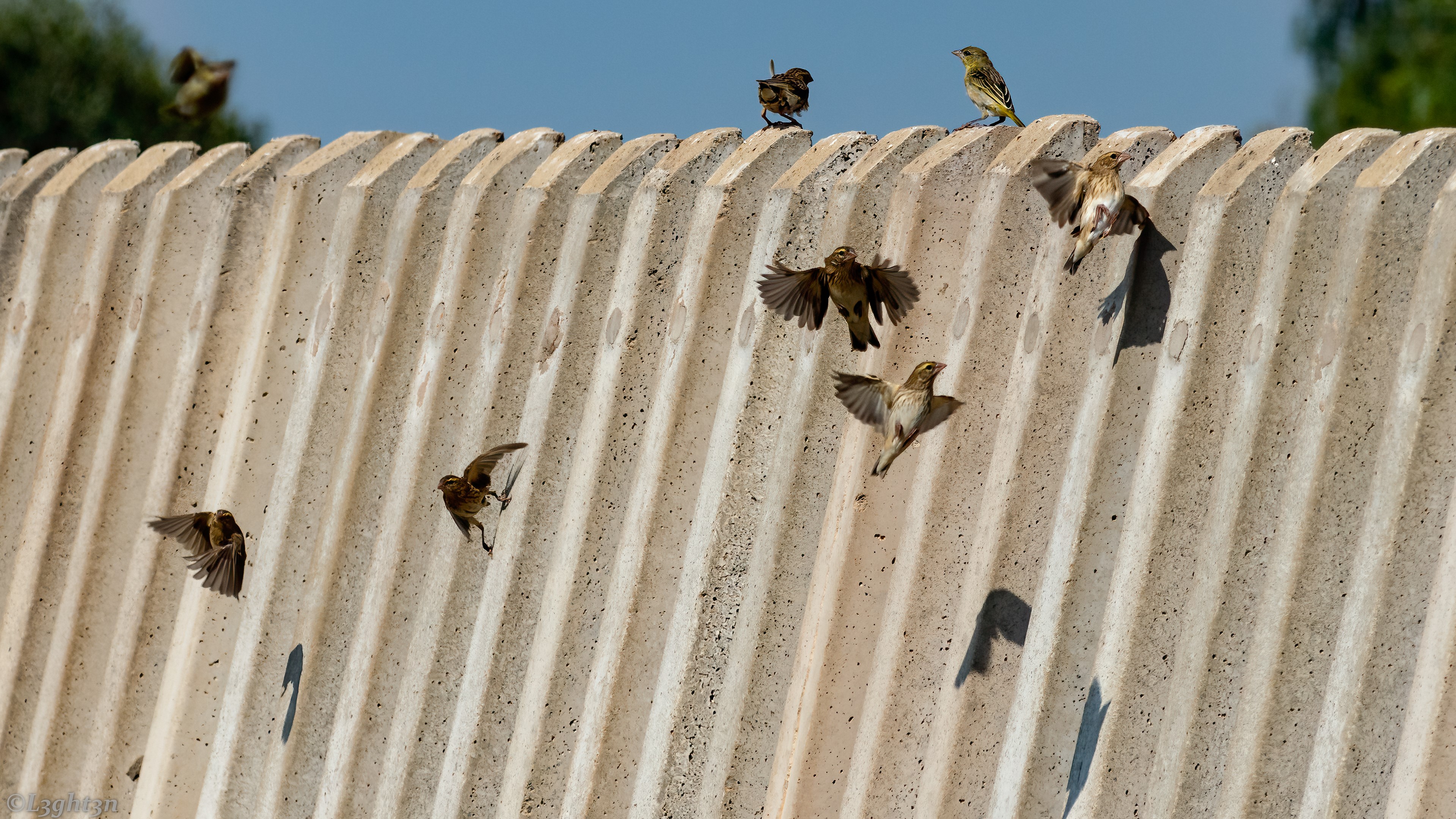 Birds flying over a concrete wall HD Wallpaper