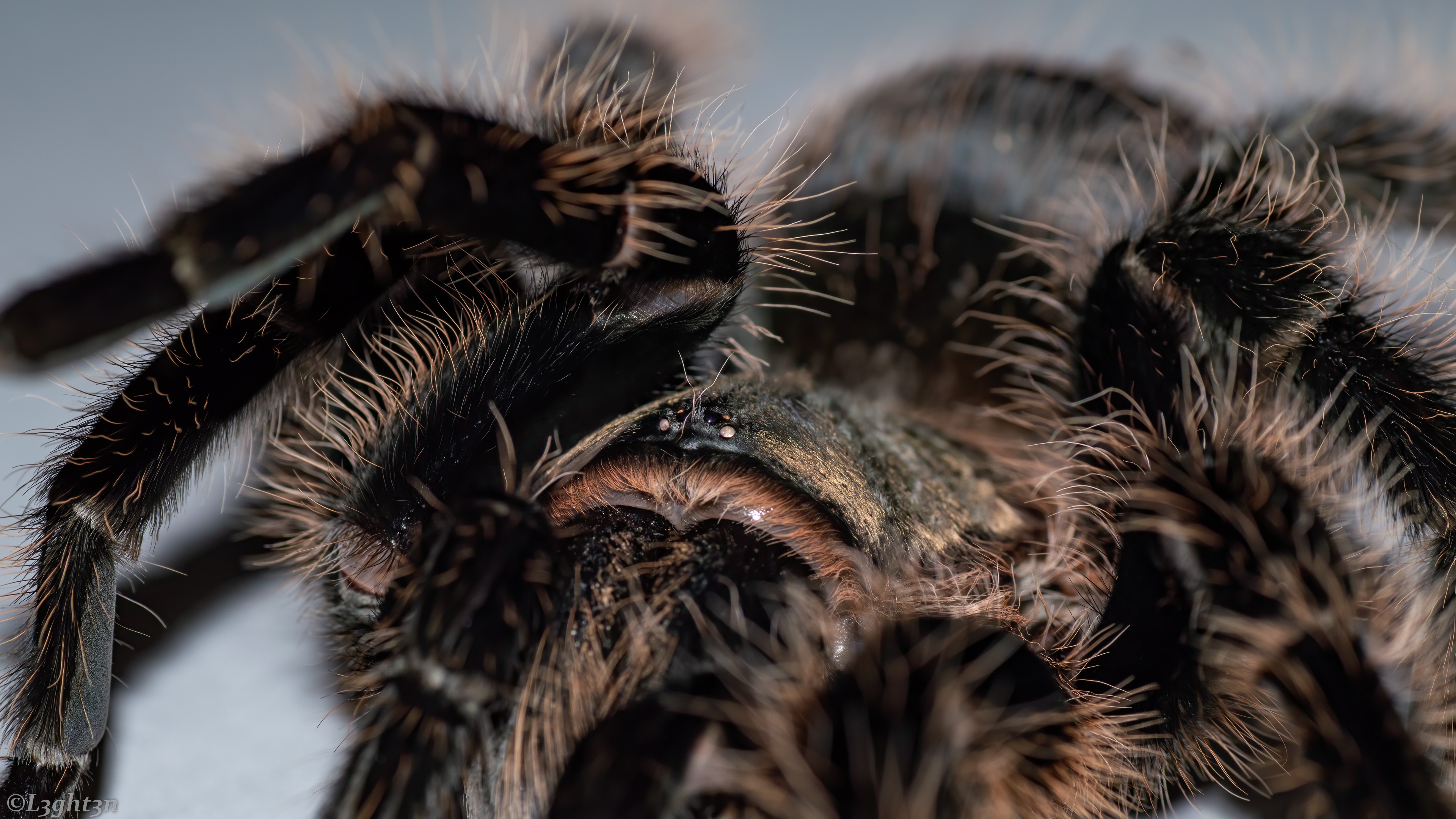 Macro photography of a tarantula spider HD Wallpaper
