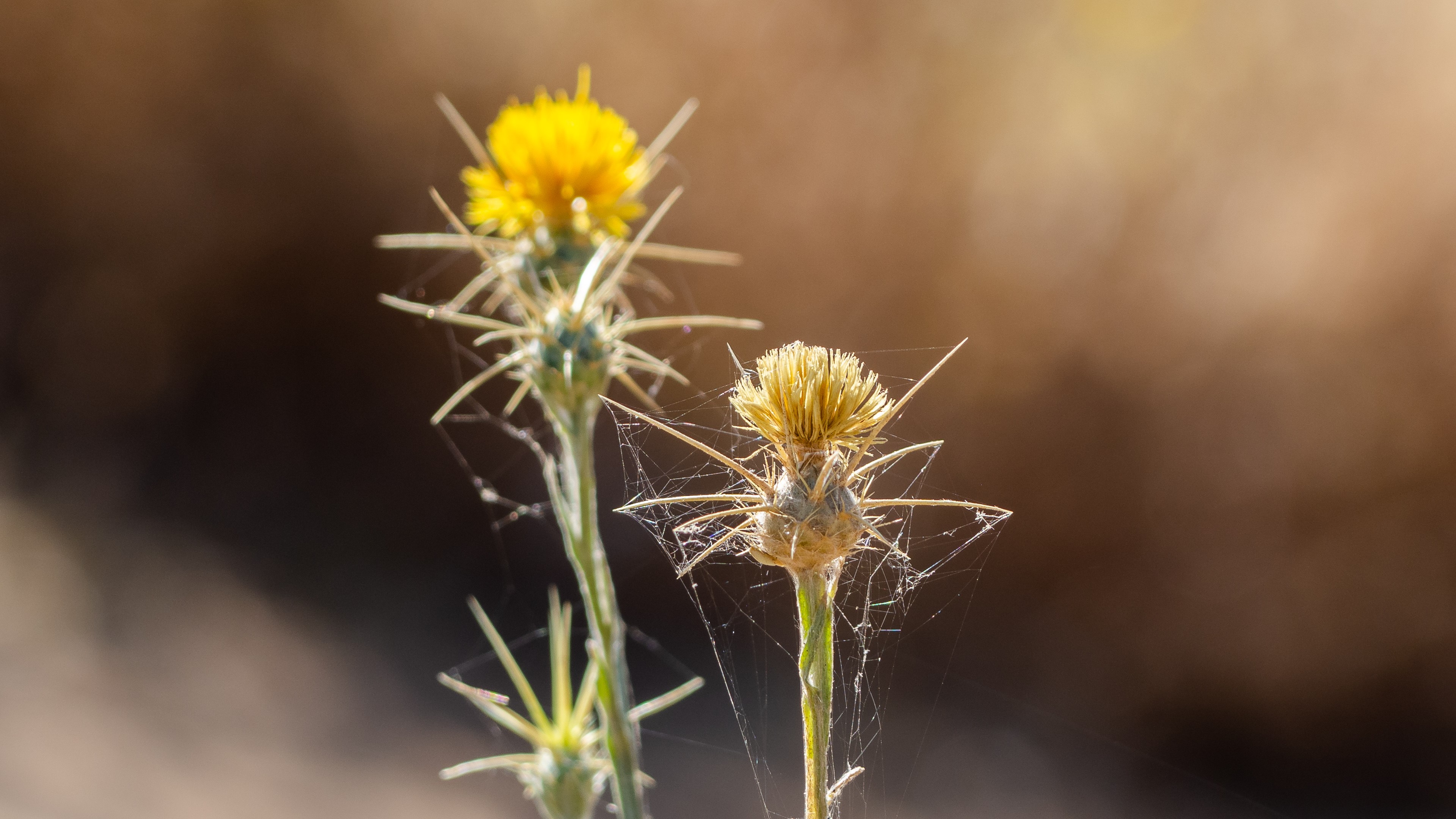 4K spider webs on thistles HD Wallpaper