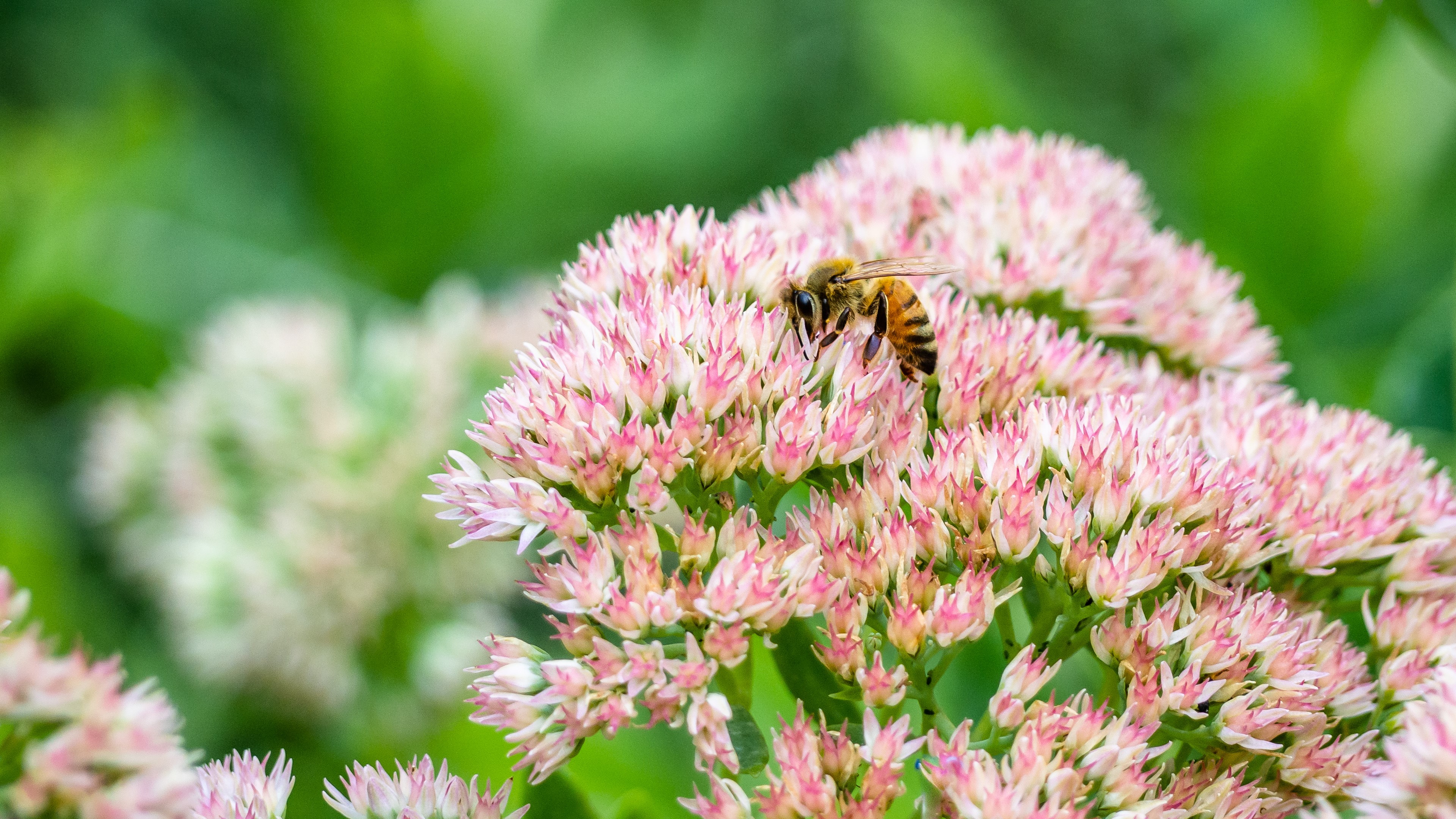 Bee on pink flowers HD Wallpaper