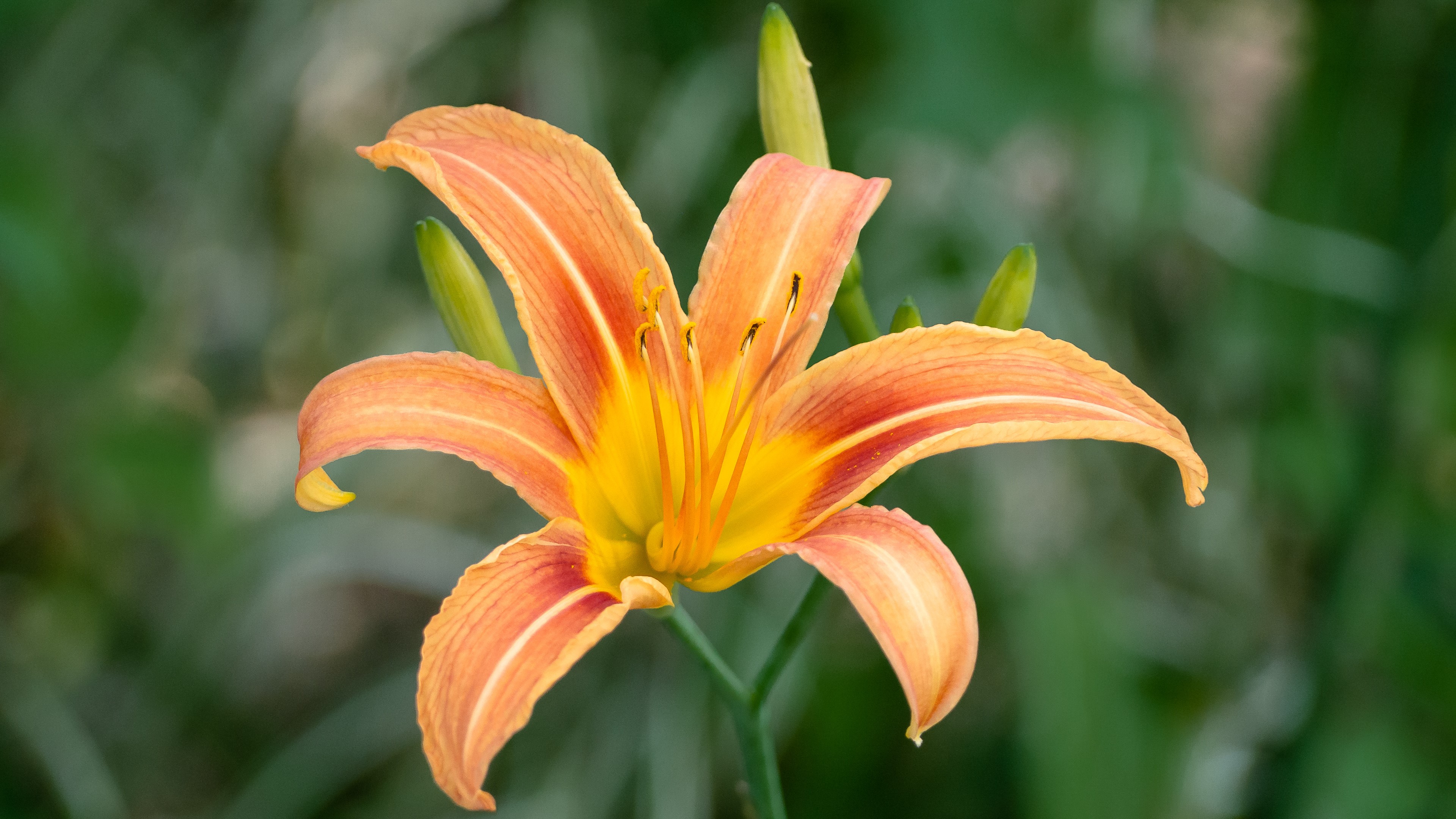 Orange Daylily Flower Blooming HD Wallpaper