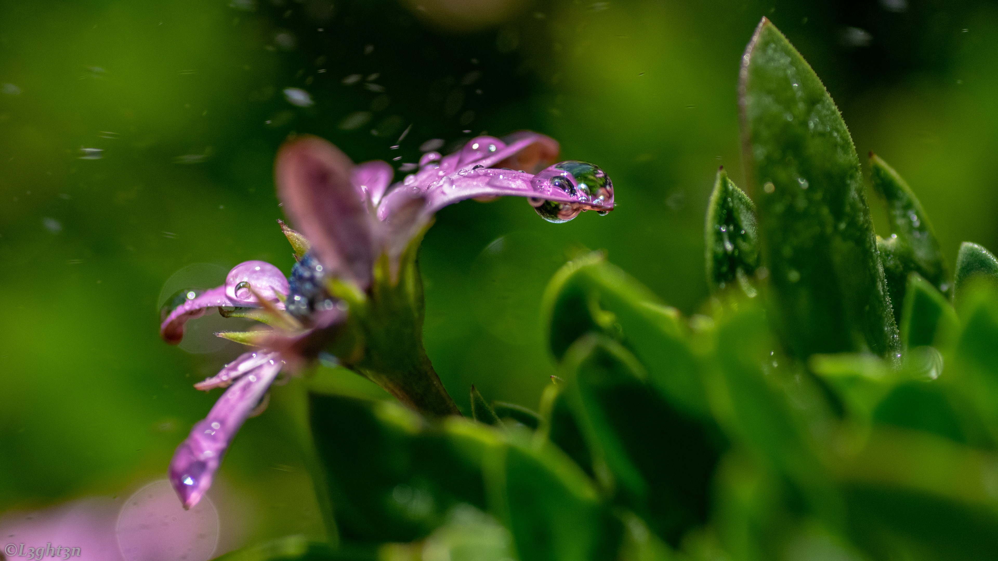 4K Close-up of a Purple Flower with Water Drops HD Wallpaper