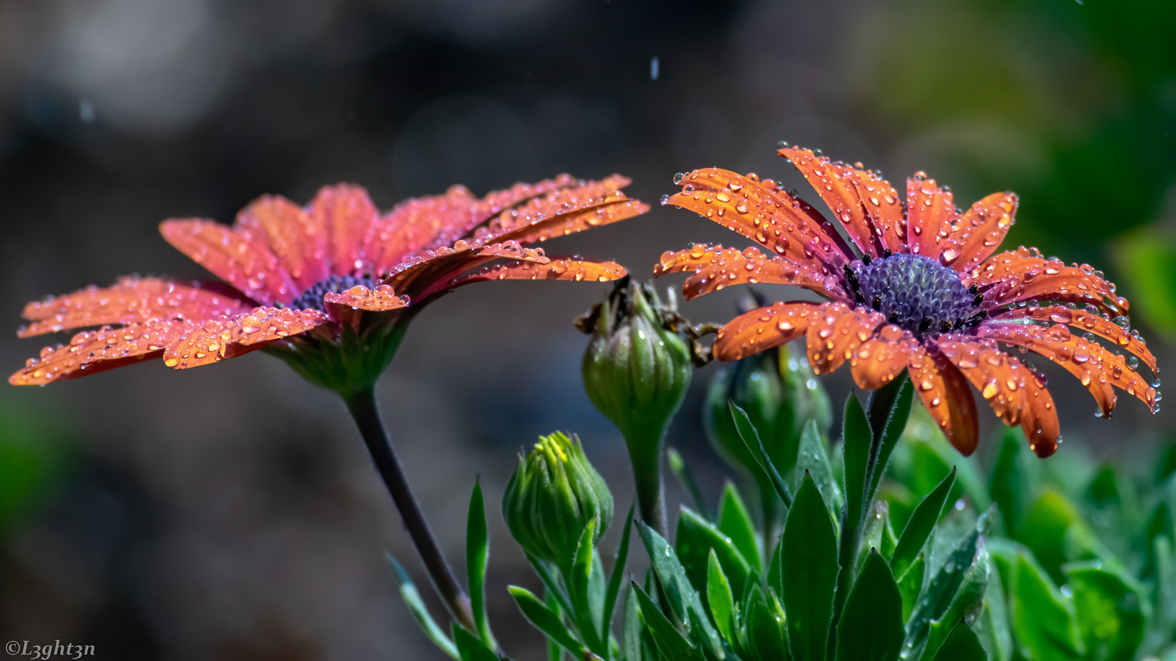 Orange flowers with water drops HD Wallpaper