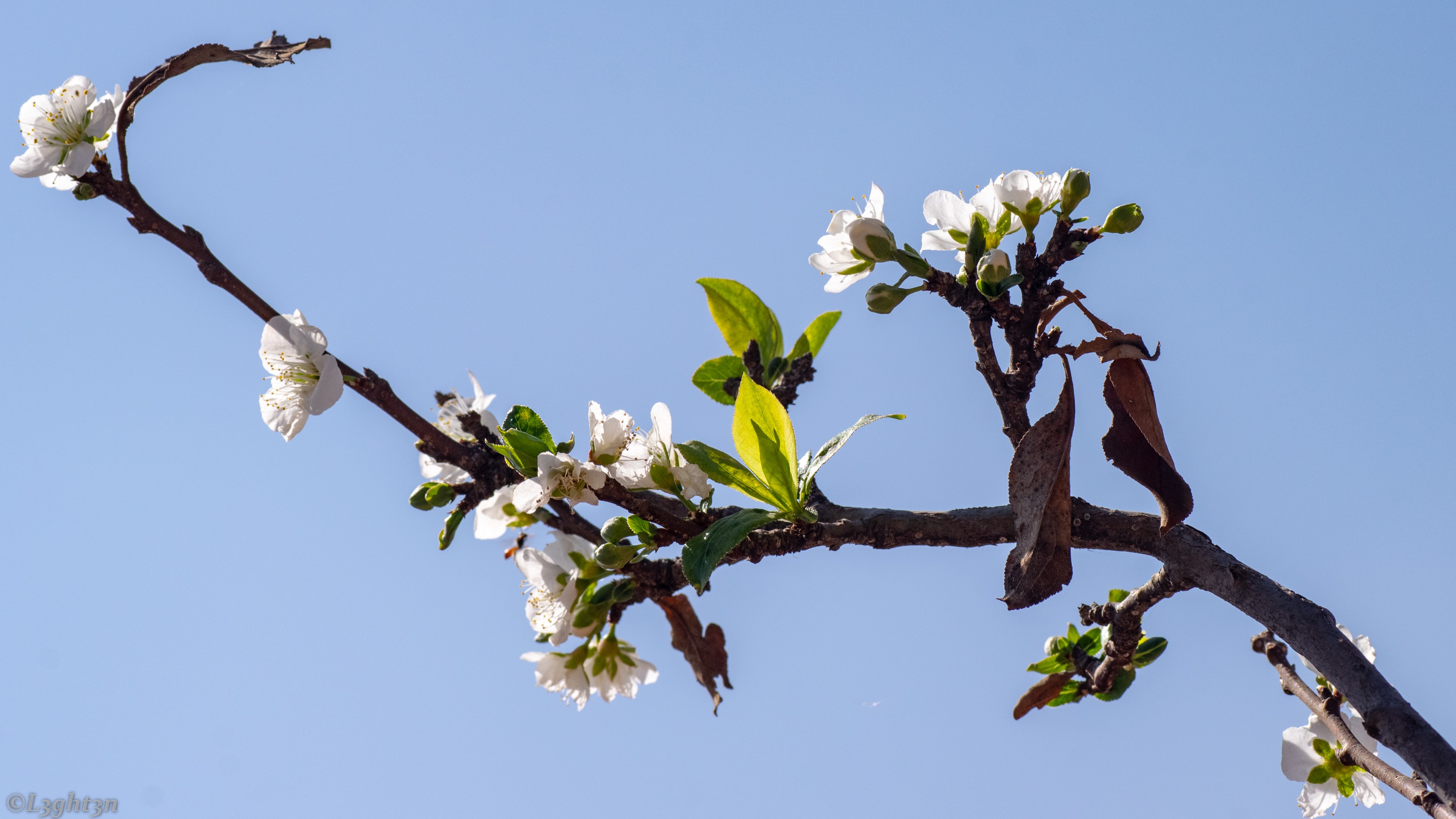 Blooming tree branch against a clear blue sky HD Wallpaper