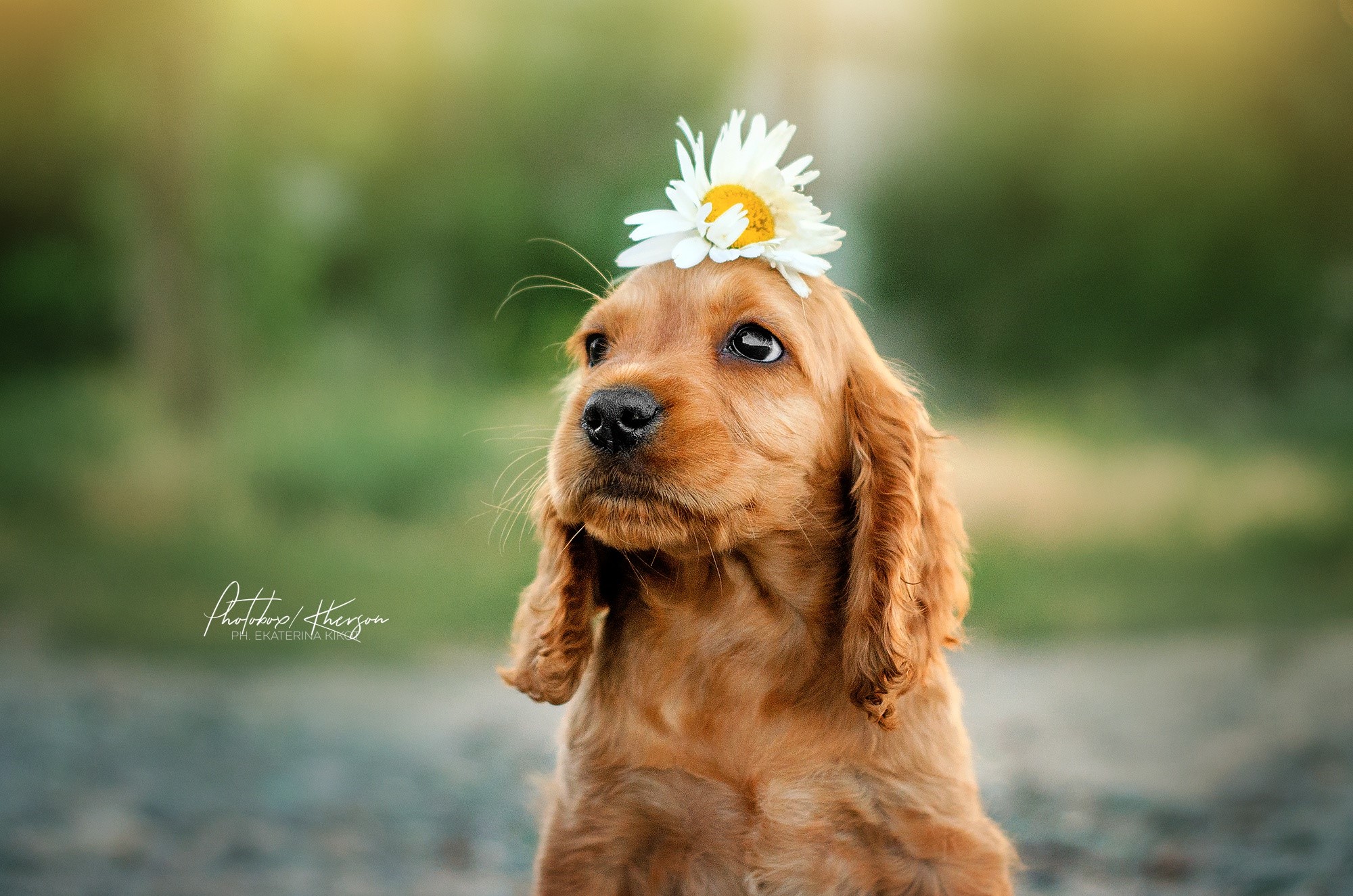 Golden Cocker Spaniel puppy with a daisy on its head HD Wallpaper
