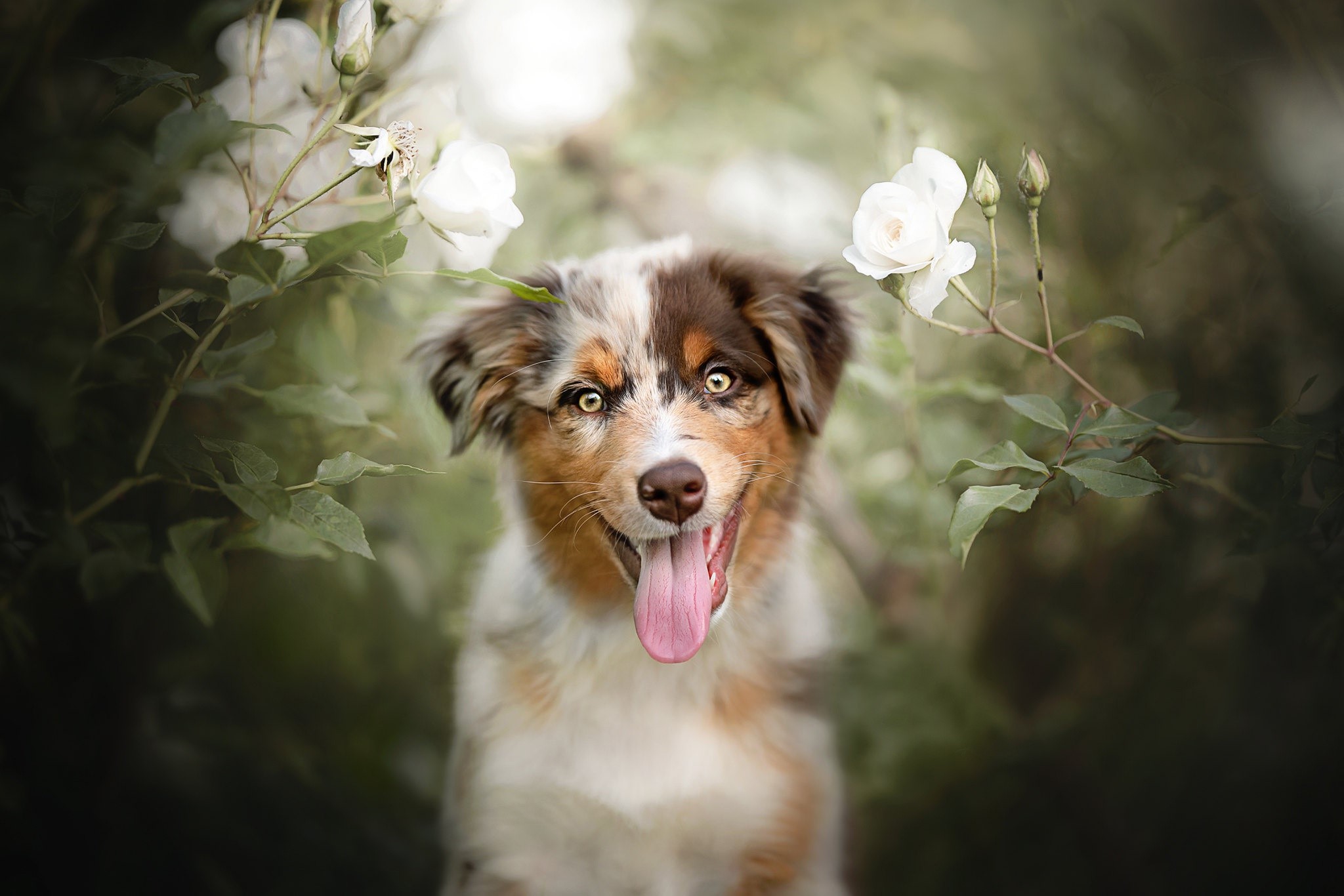 Australian Shepherd dog with tongue out in garden HD Wallpaper