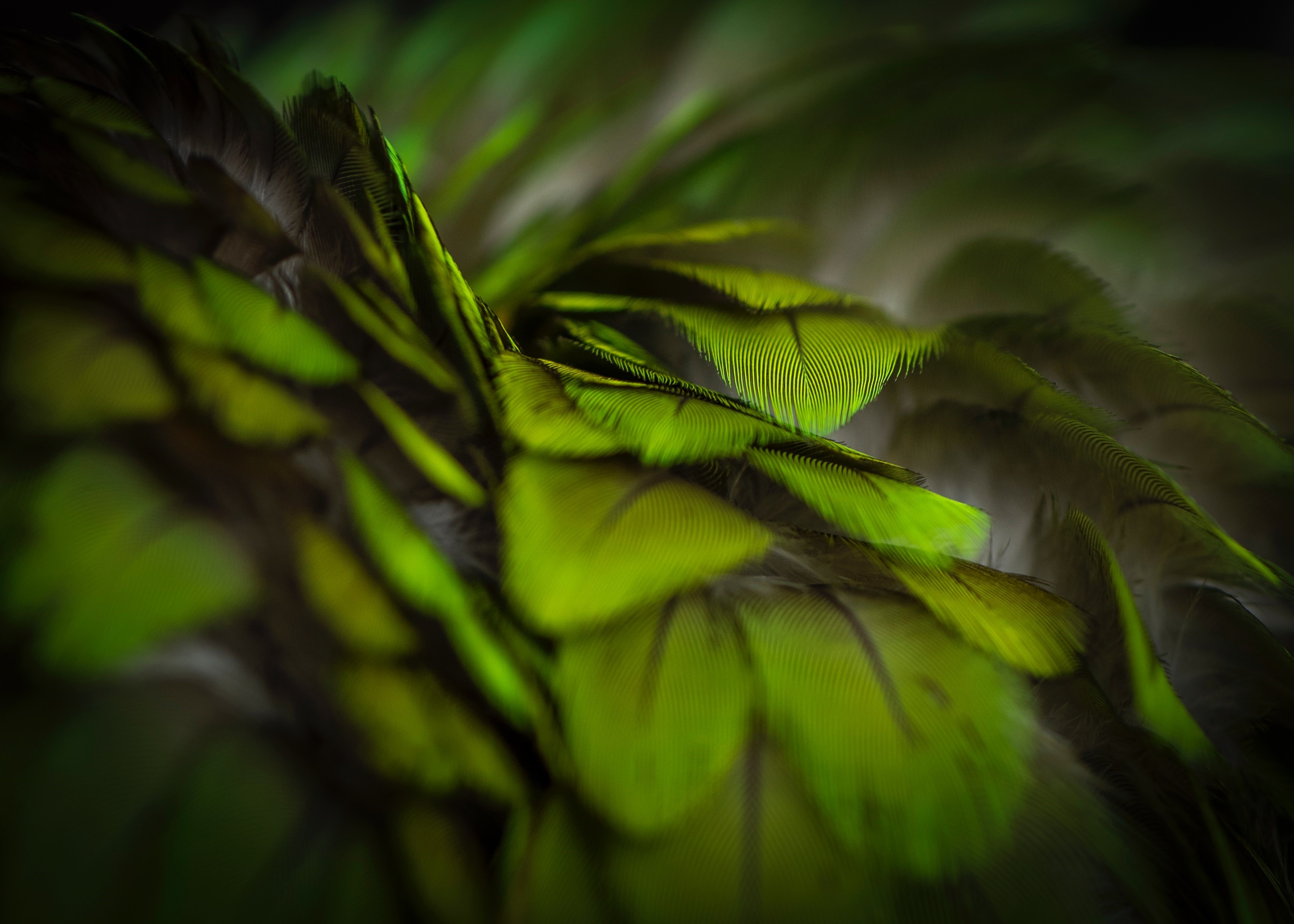 Macro view of green parrot feathers with shallow depth of field HD Wallpaper