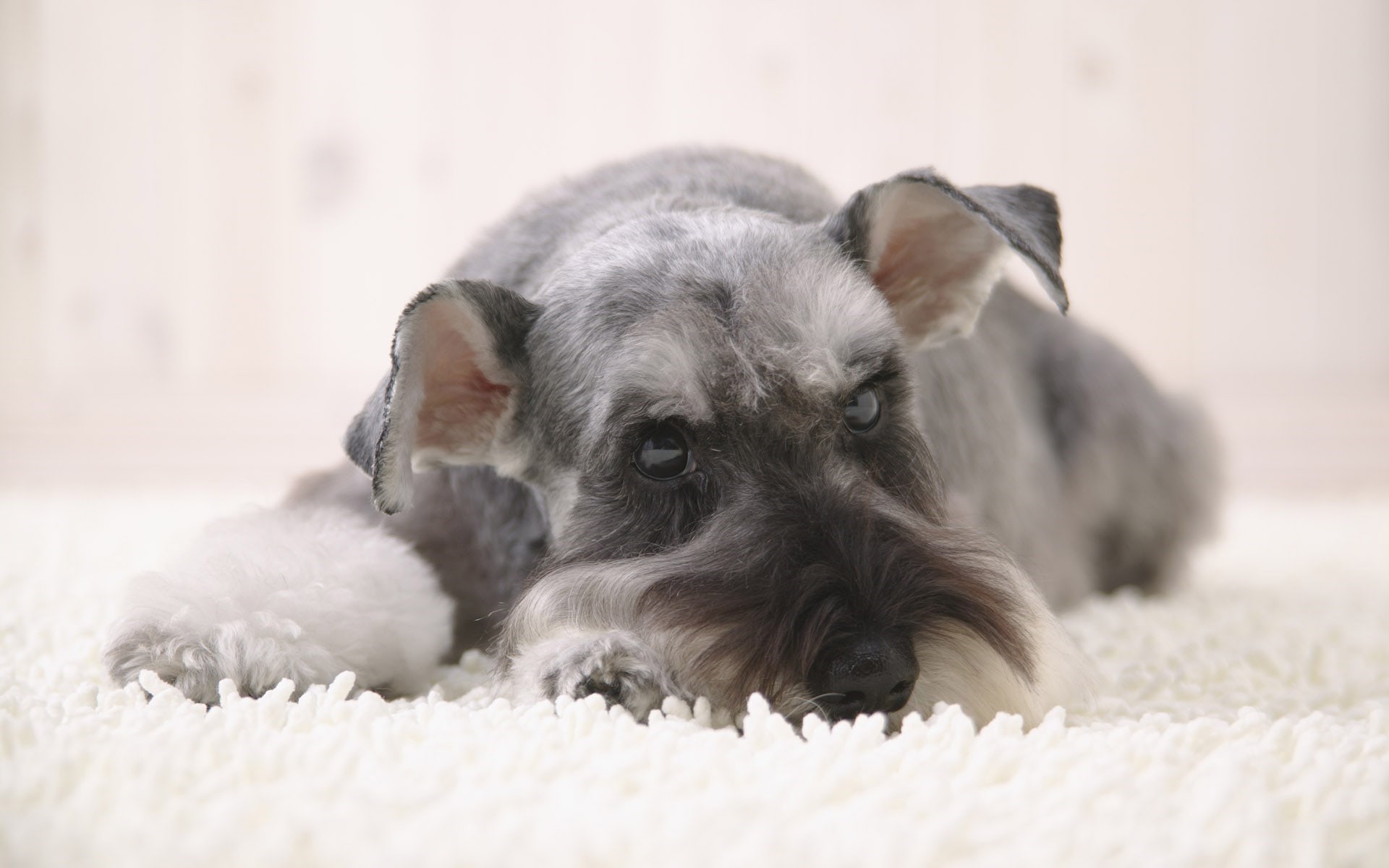 Schnauzer dog lying on a white rug HD Wallpaper