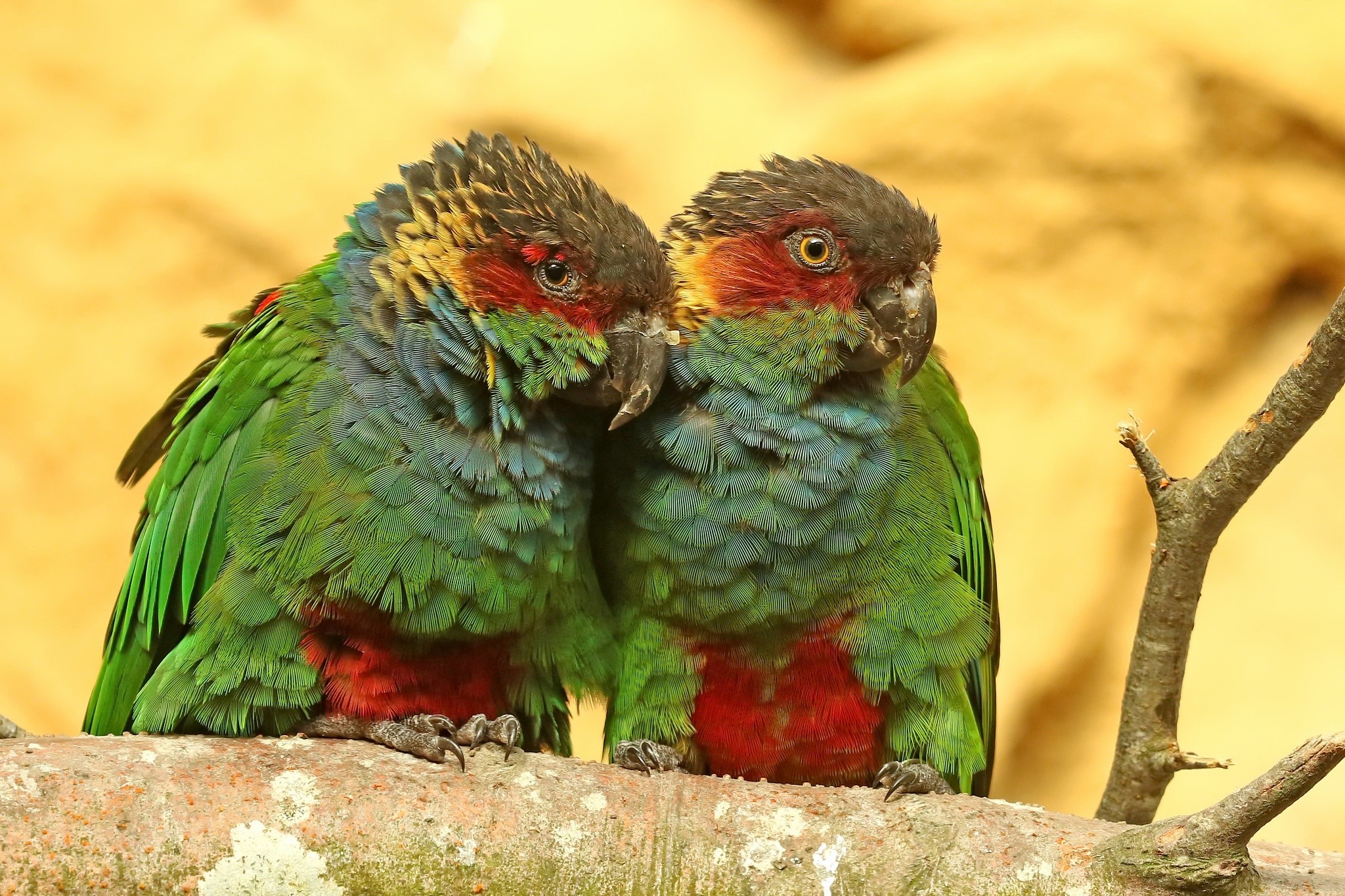 Two parrots perched on a branch HD Wallpaper