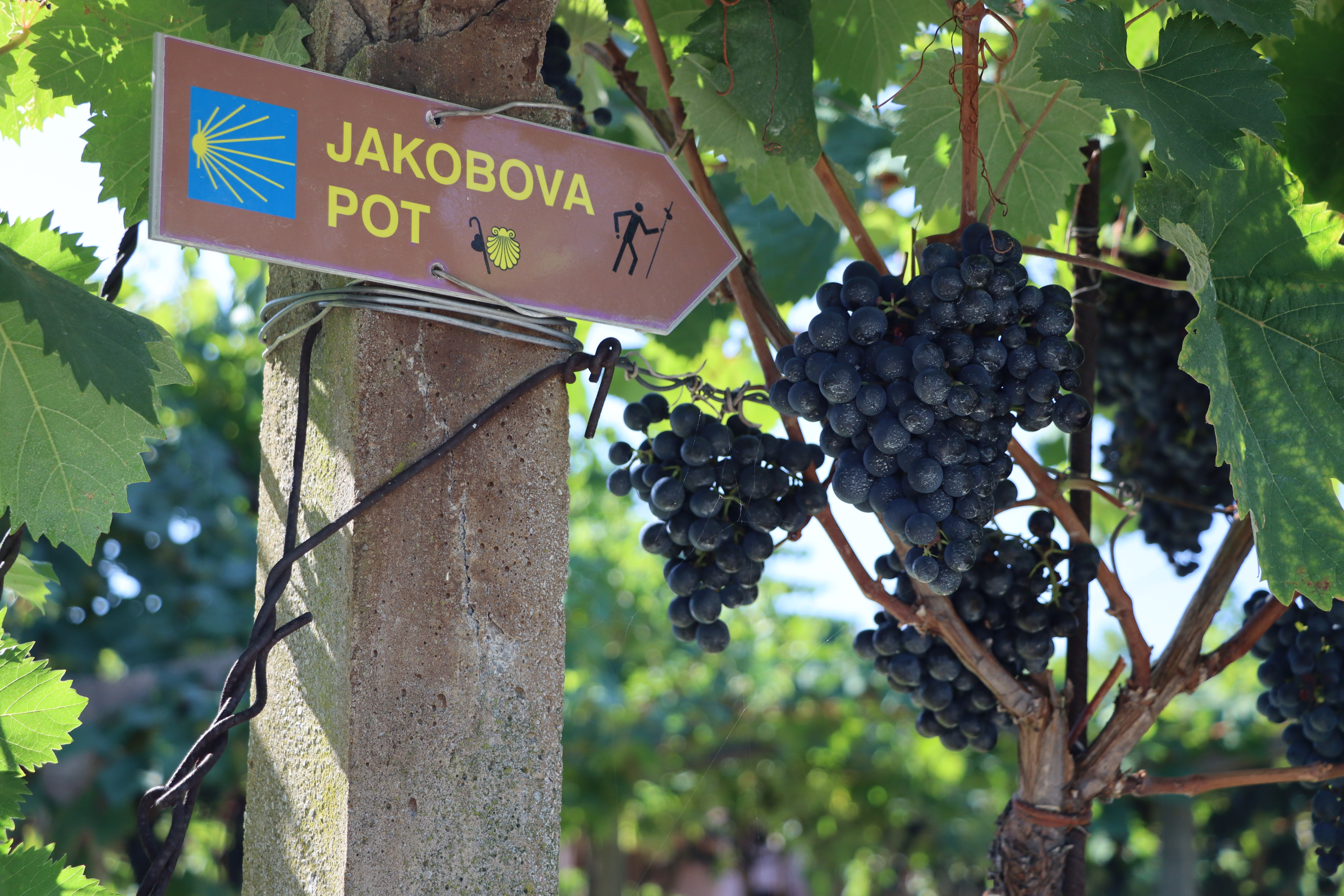 Jakobova Pot sign in Slovenia with grapes HD Wallpaper