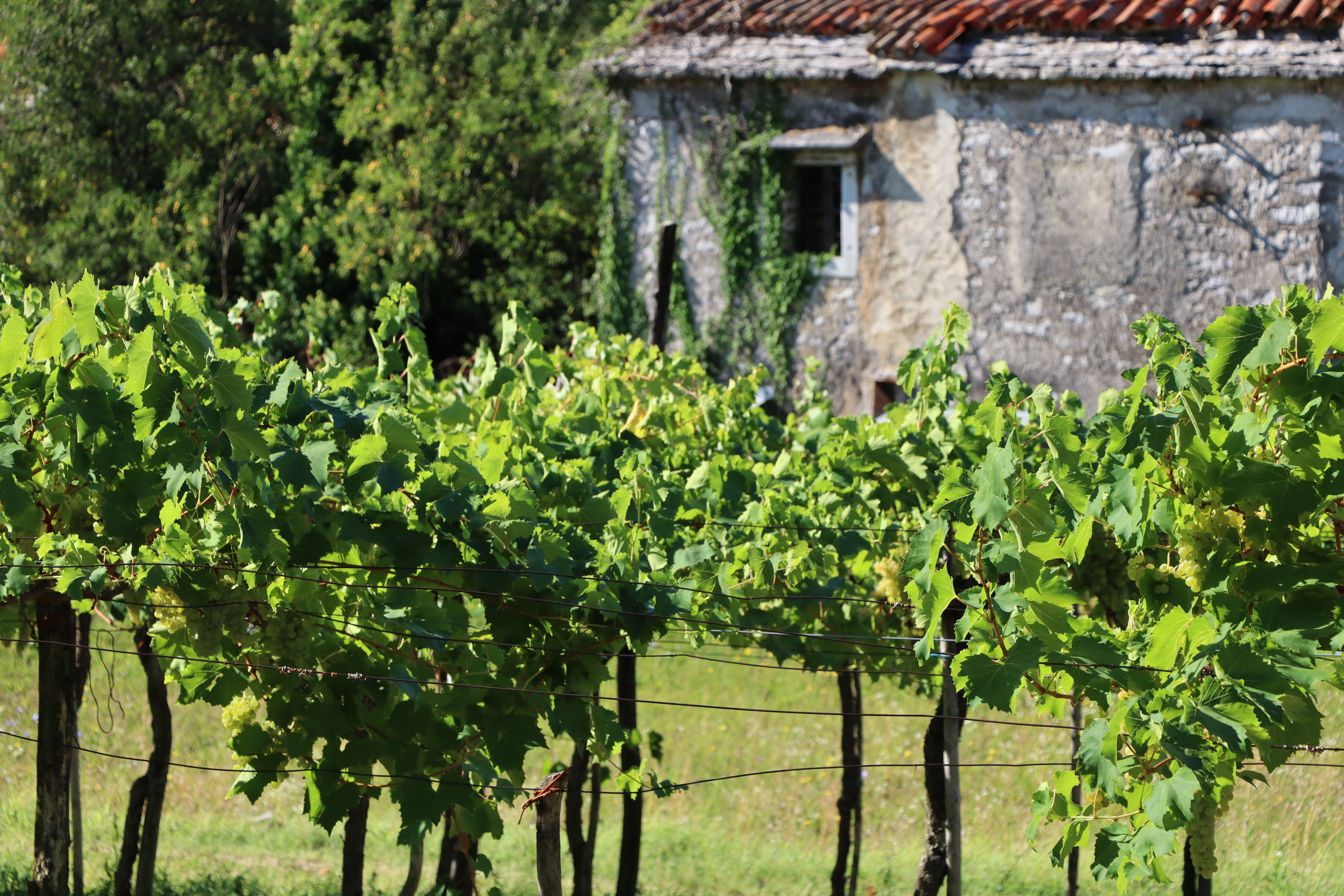 Vineyard with old stone house in Slovenia HD Wallpaper