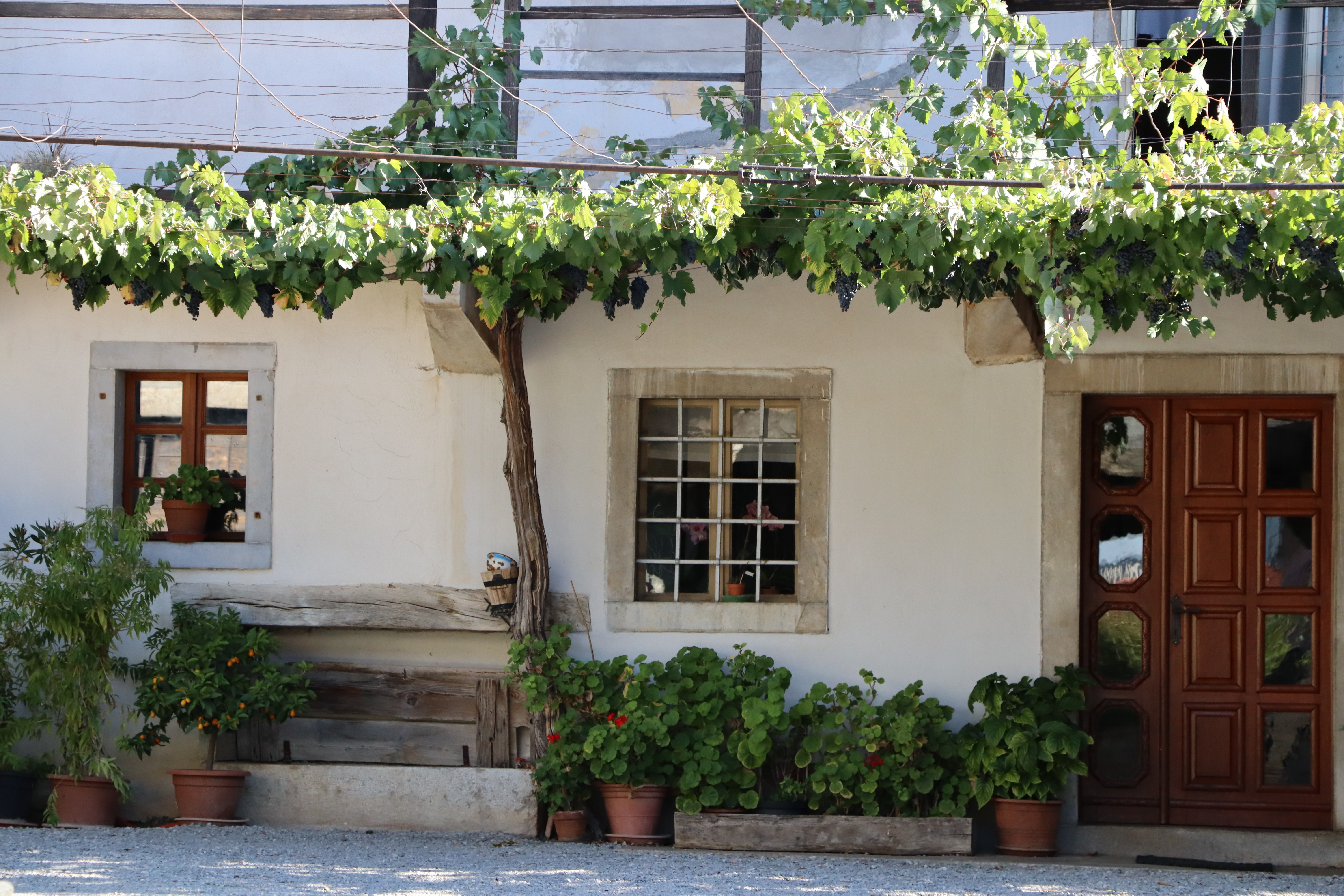House with grapevine and plants in Slovenia HD Wallpaper