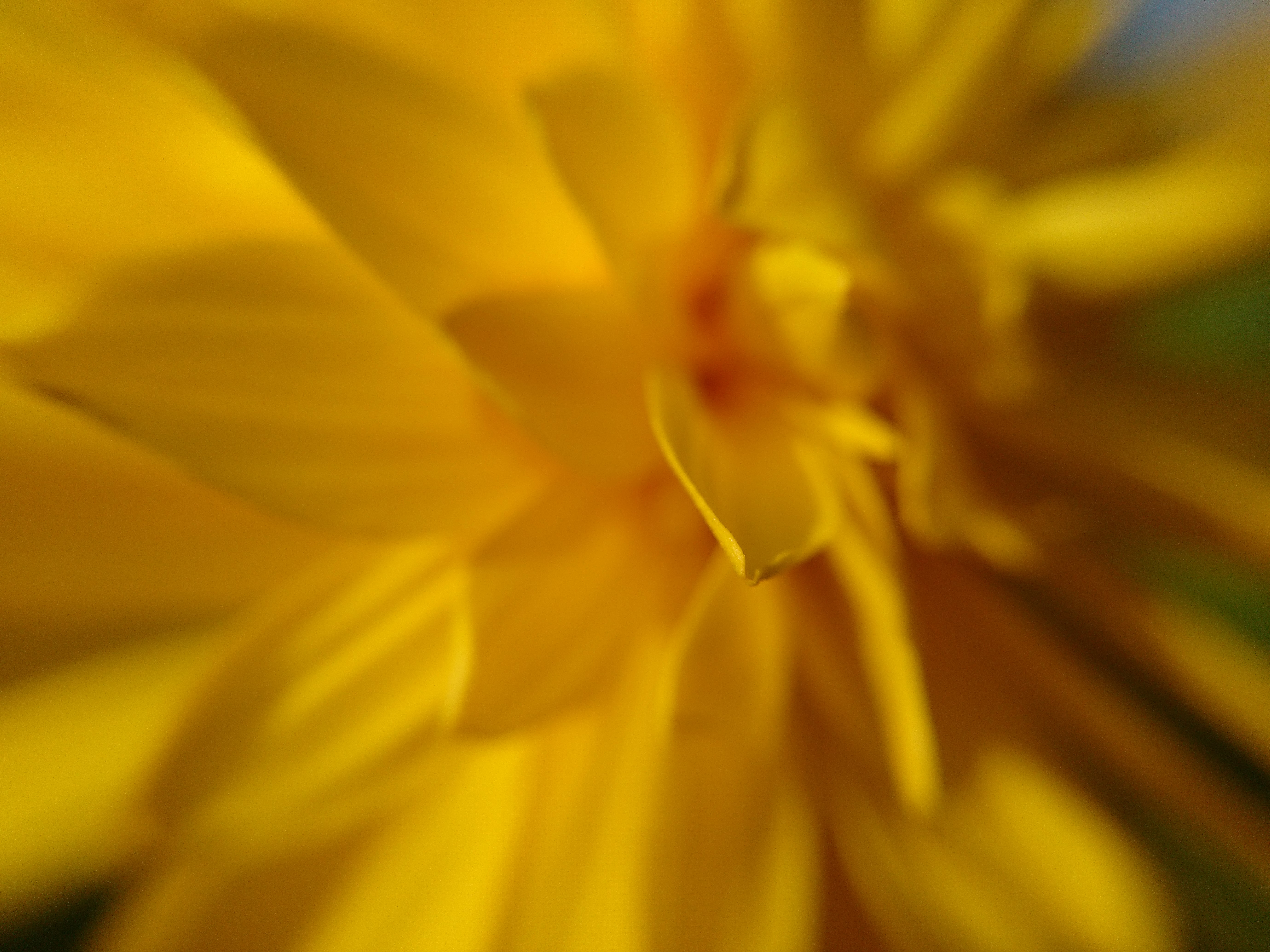 Close-up of a yellow flower HD Wallpaper