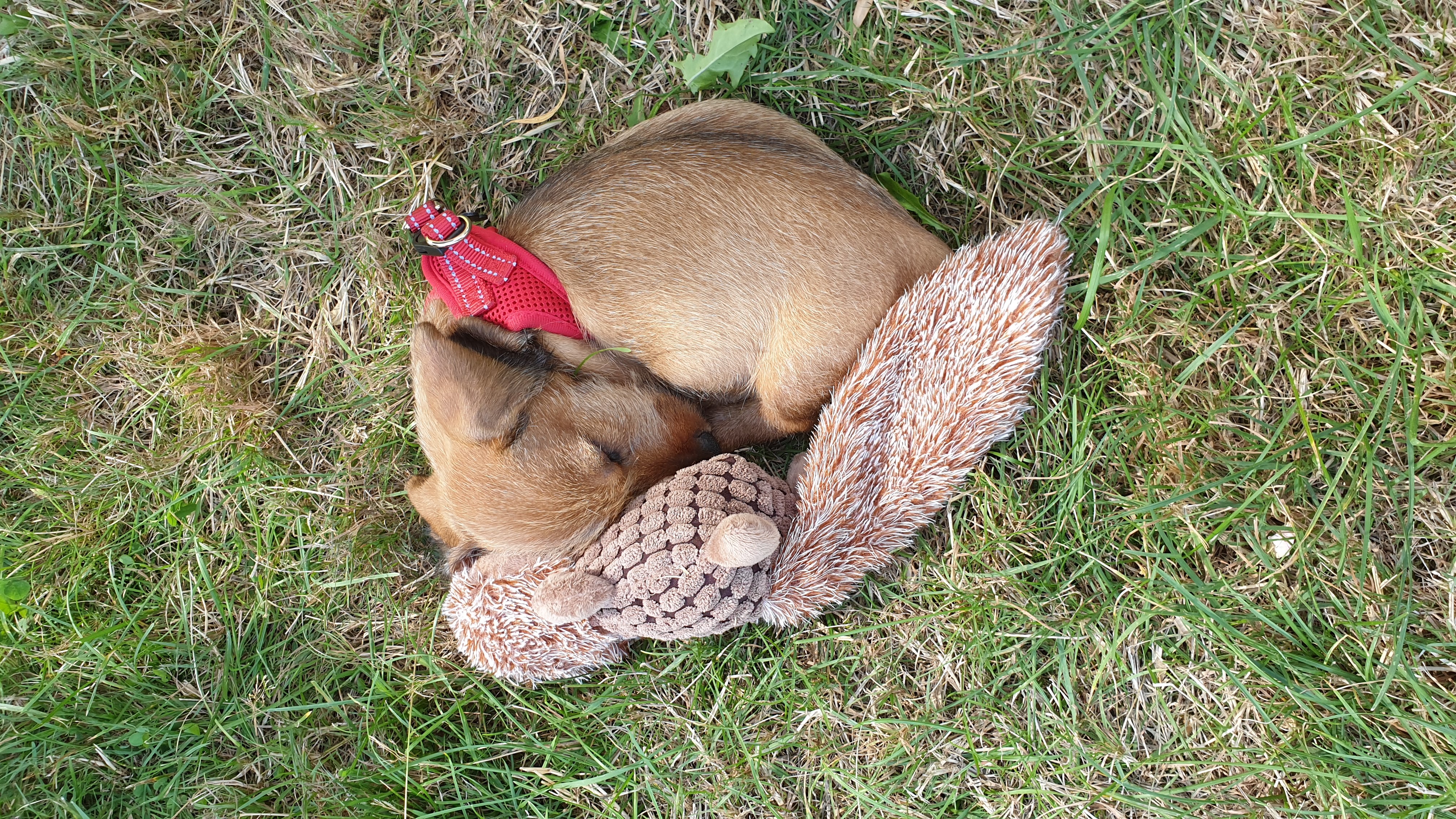 Puppy sleeping on grass with toys HD Wallpaper