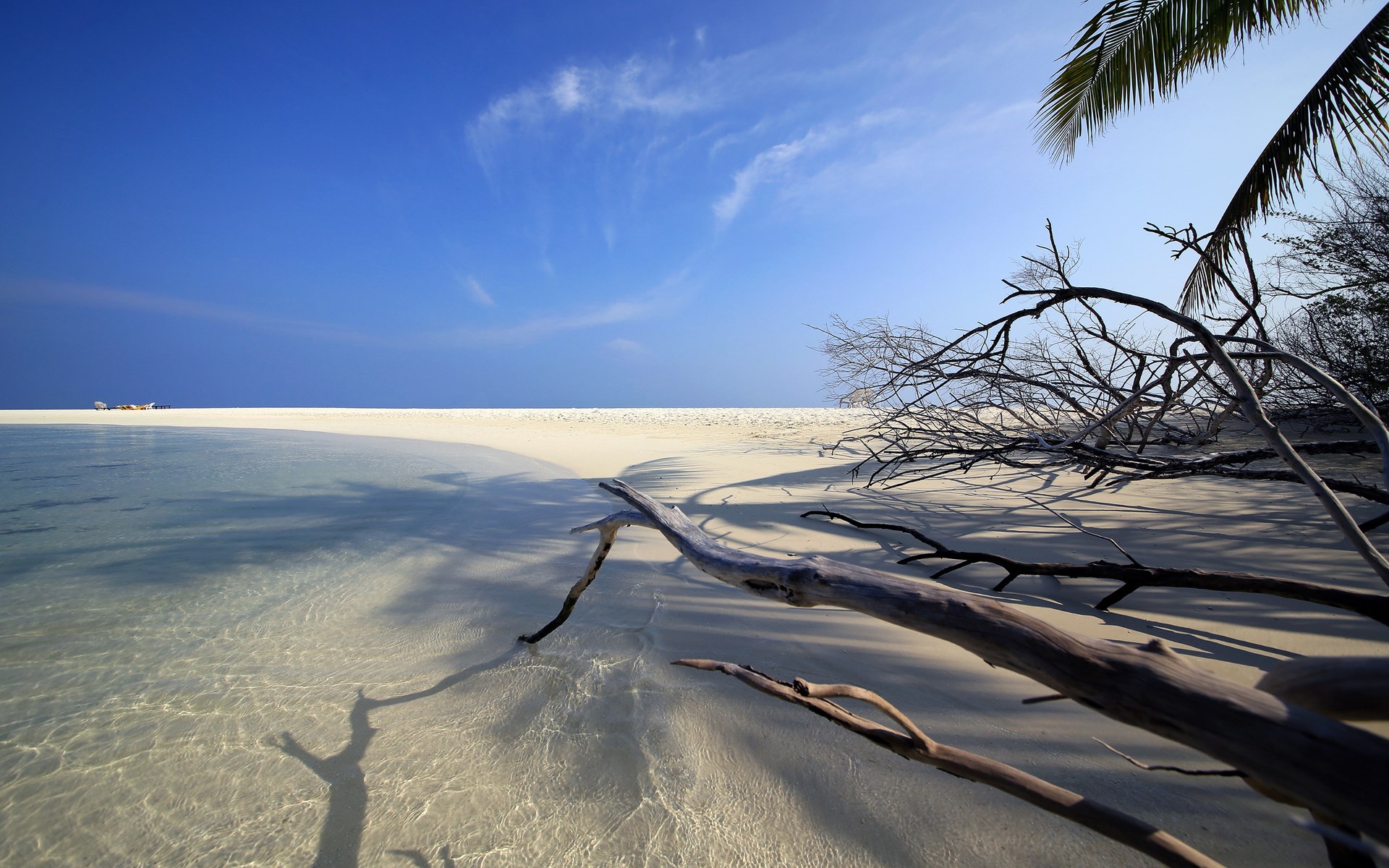 Beach with driftwood and clear water HD Wallpaper