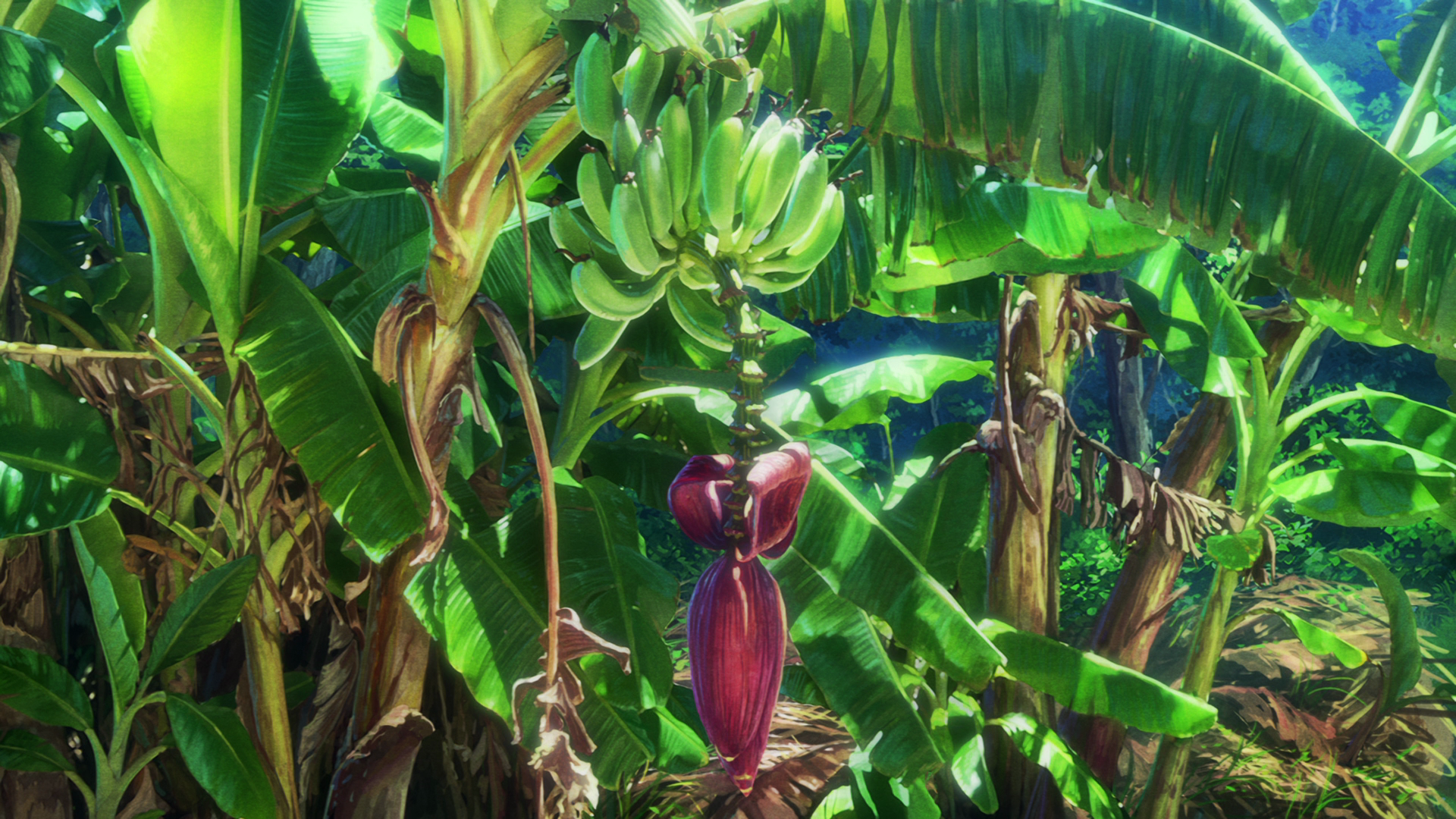 Banana plants with fruit and flower HD Wallpaper