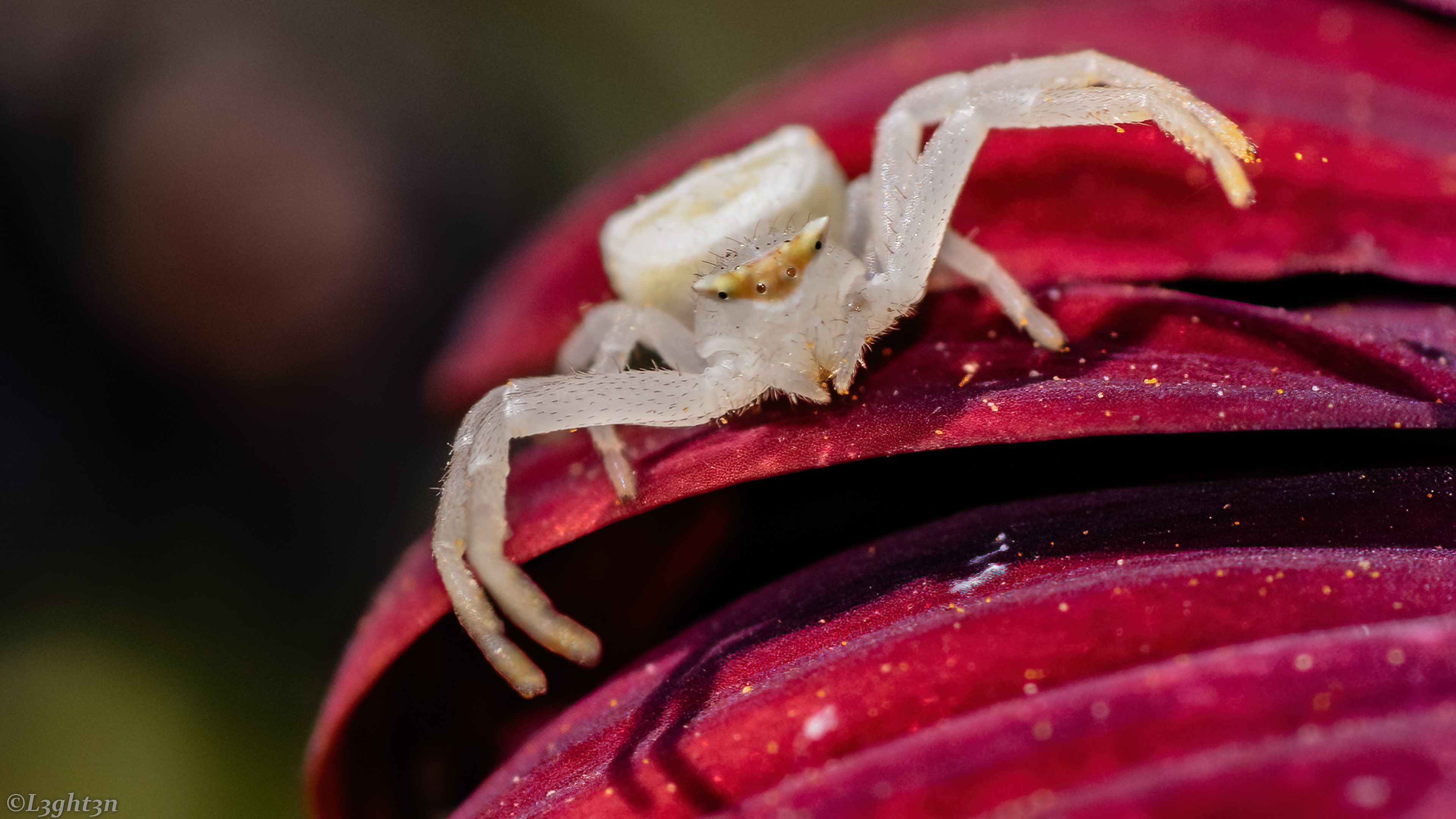 White crab spider on red flower petal HD Wallpaper