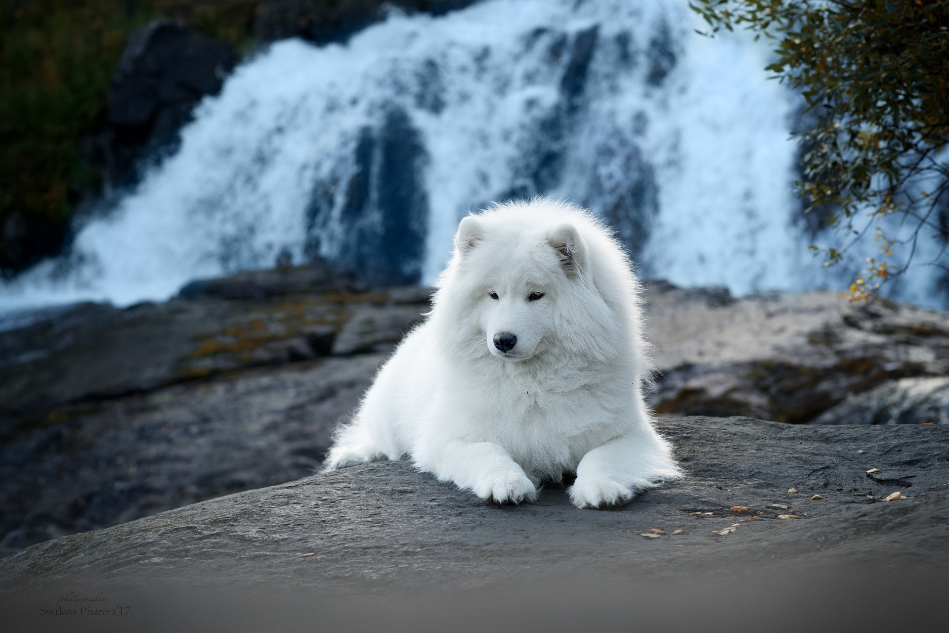 Samoyed dog resting by a waterfall HD Wallpaper