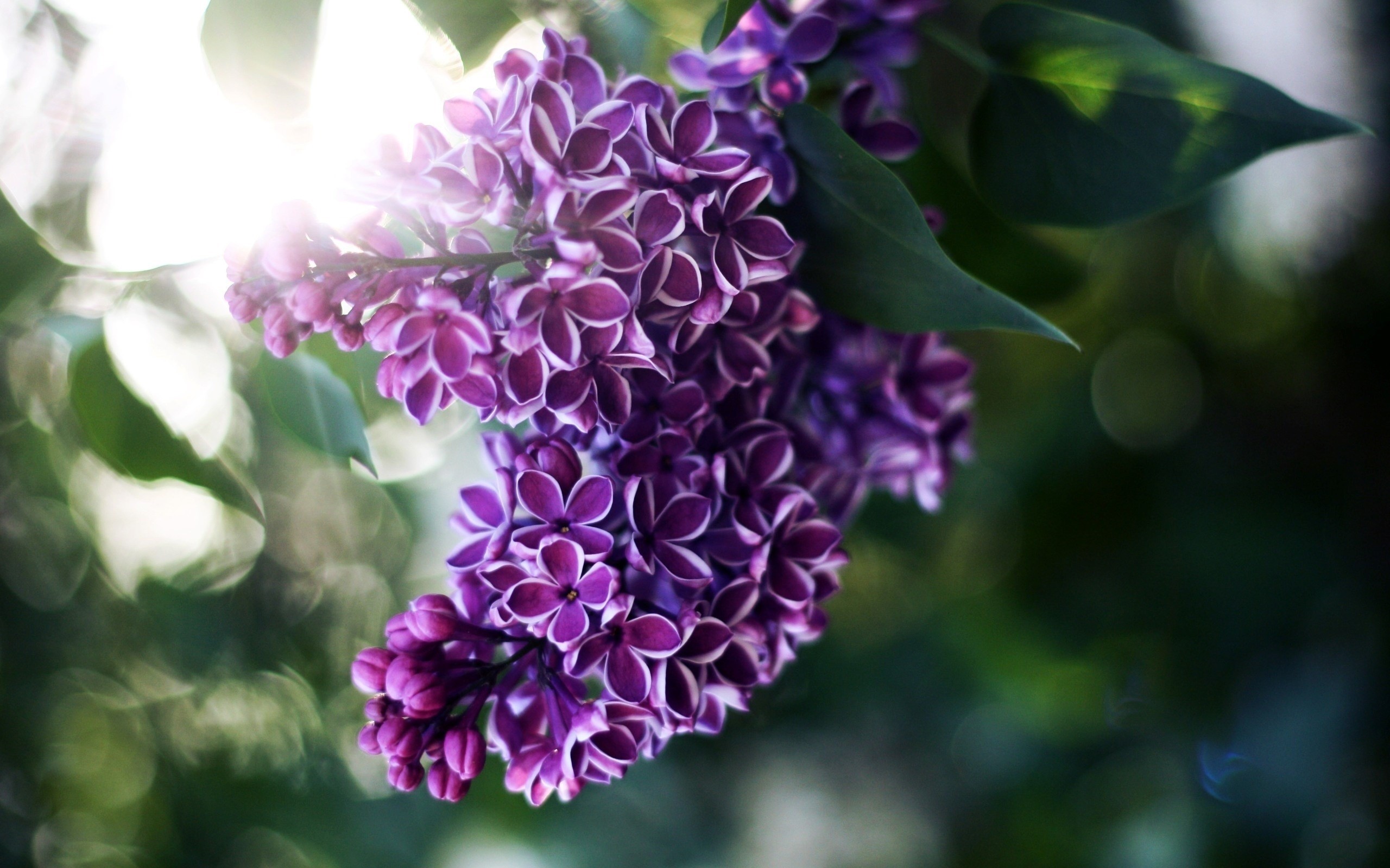 Purple lilac flowers with bokeh and sun flare HD Wallpaper