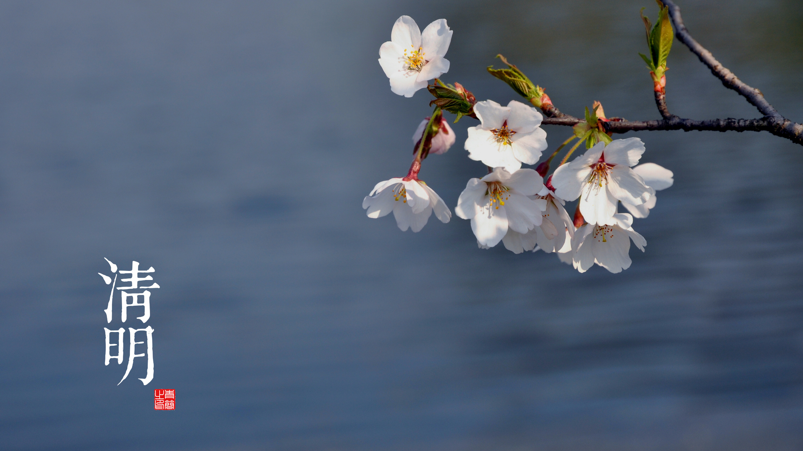 Cherry blossoms with Chinese calligraphy and seal HD Wallpaper
