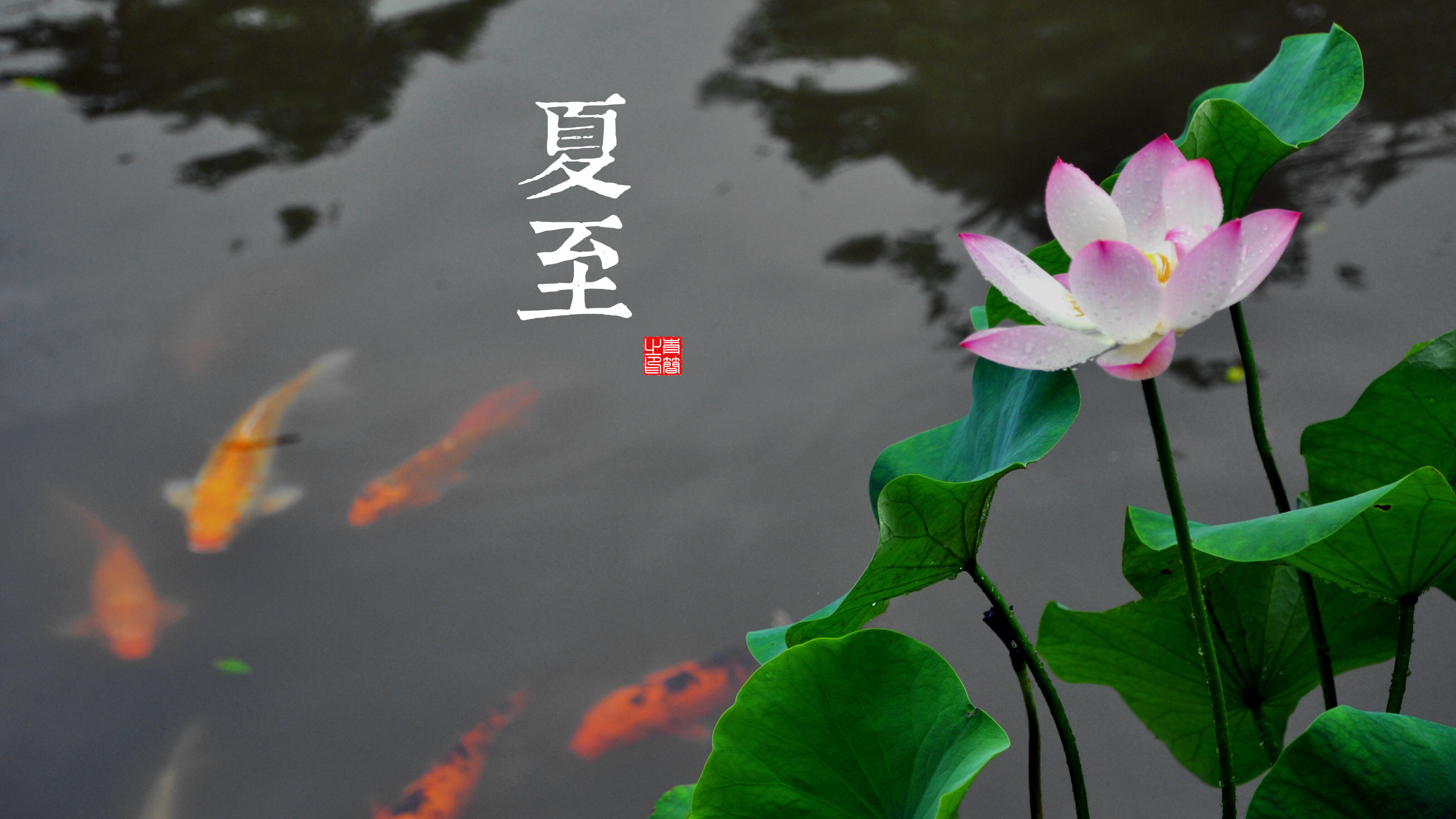 Summer Solstice Chinese characters with koi fish and lotus flower HD Wallpaper