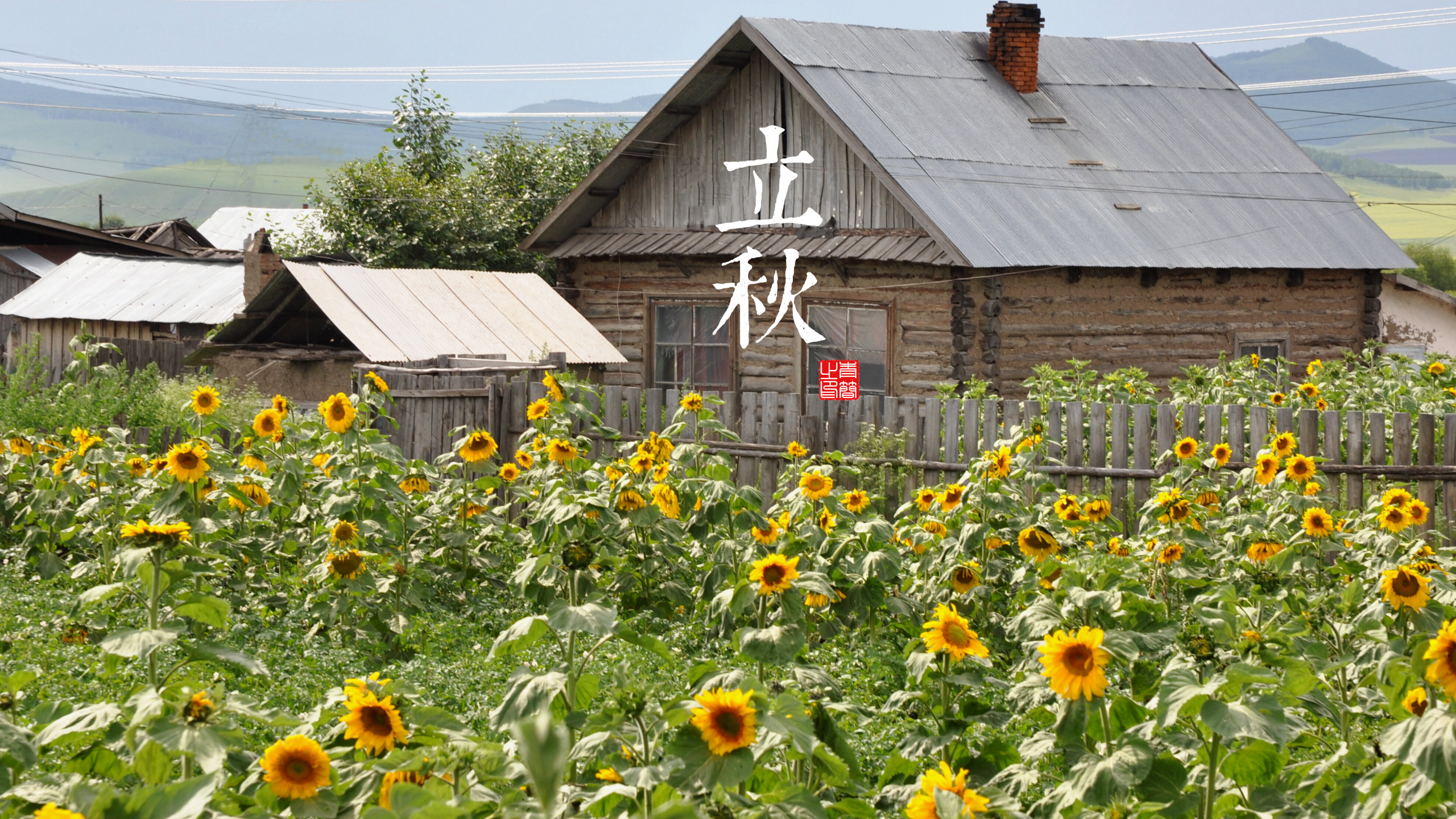 Sunflowers in front of a log house with mountains in the background HD Wallpaper