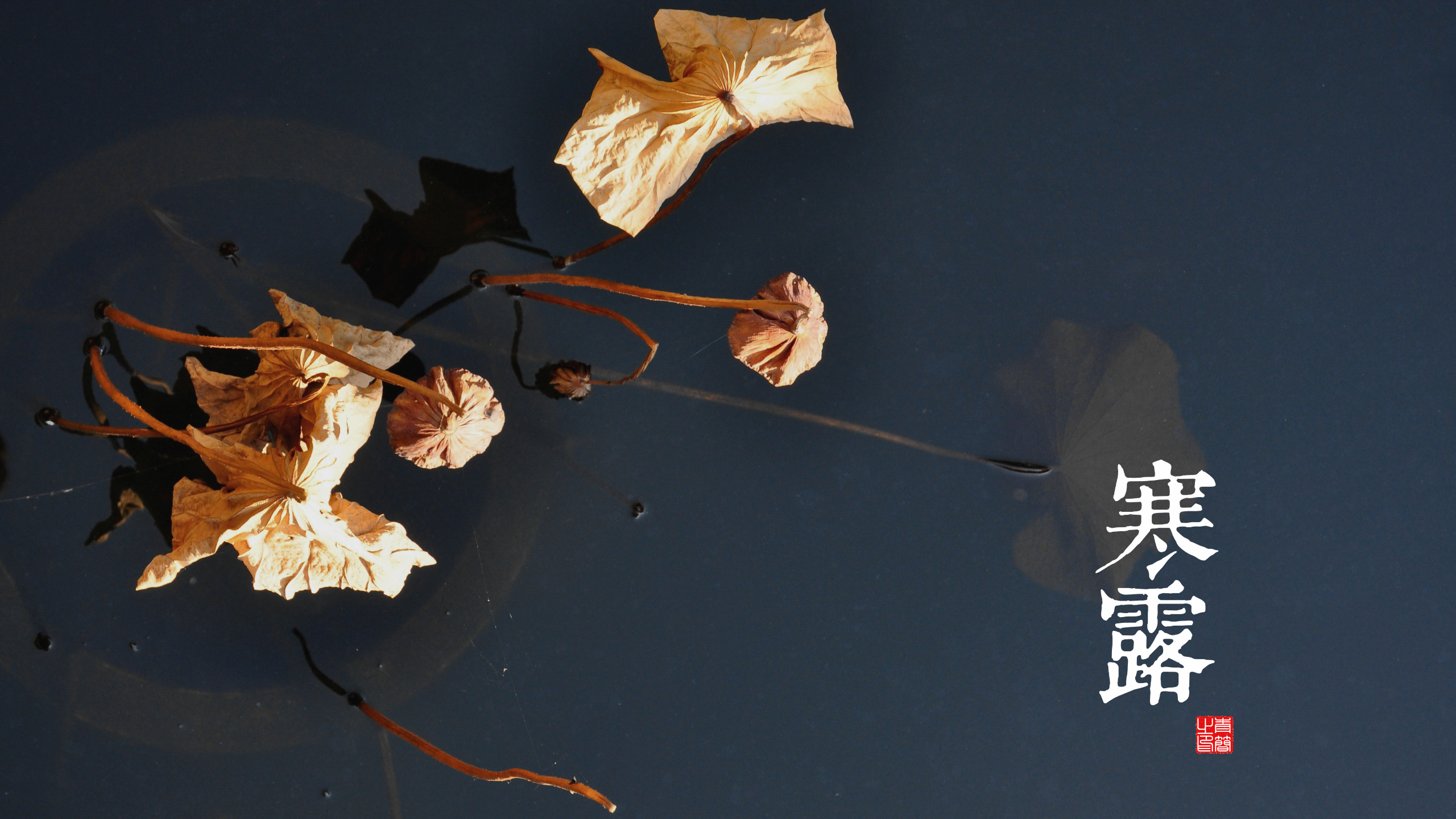 Dried lotus pods and leaves floating on dark water with Chinese calligraphy HD Wallpaper