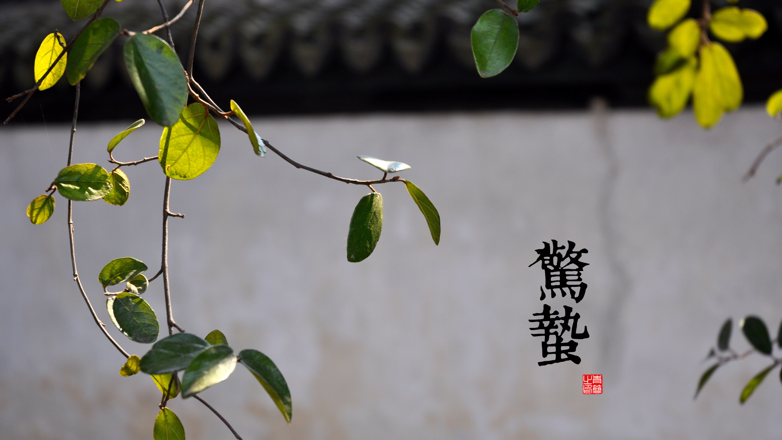Chinese Calligraphy and Leaves HD Wallpaper