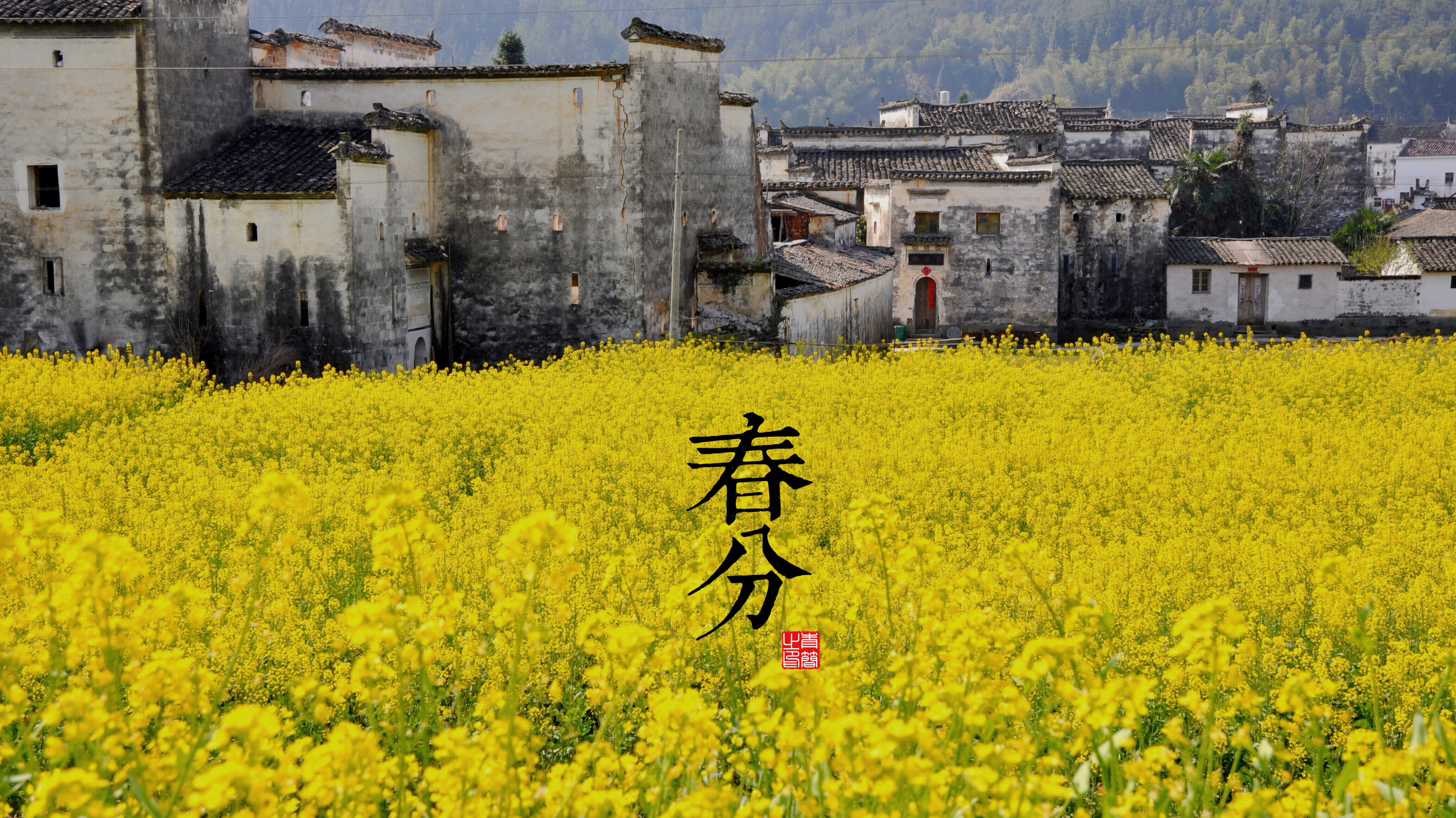 Spring Equinox in a Chinese Village with Rapeseed Flowers HD Wallpaper