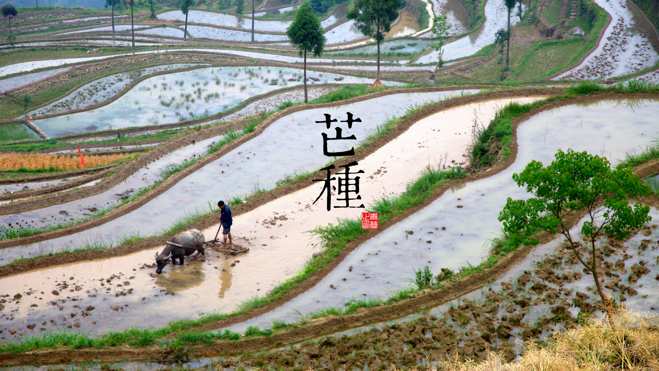 Terraced rice fields with farmer and water buffalo during Mang Zhong HD Wallpaper