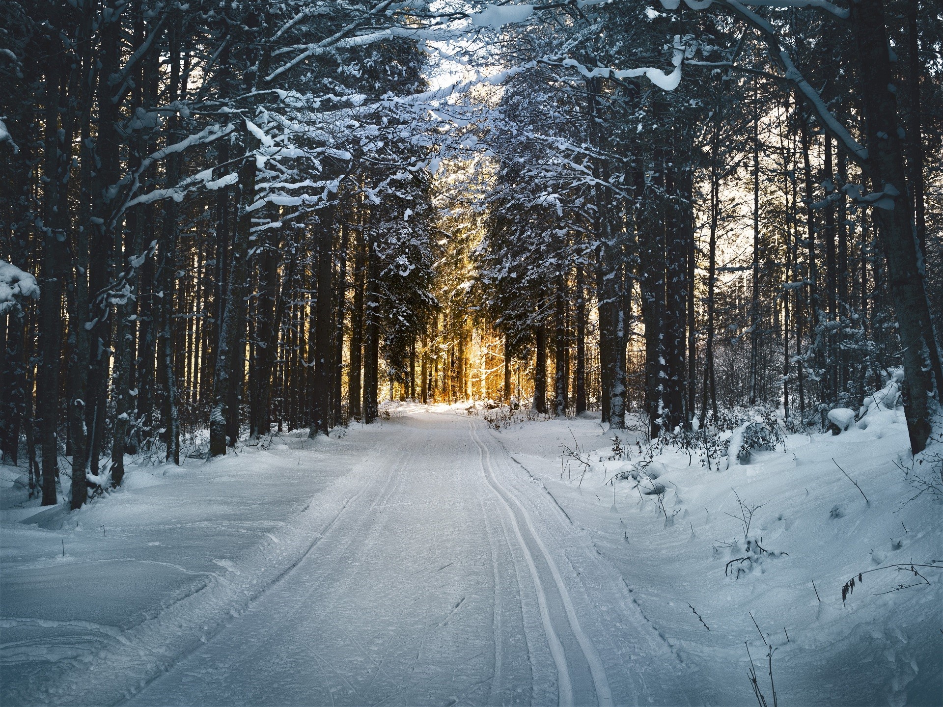 Snowy forest path with sunlight filtering through trees HD Wallpaper