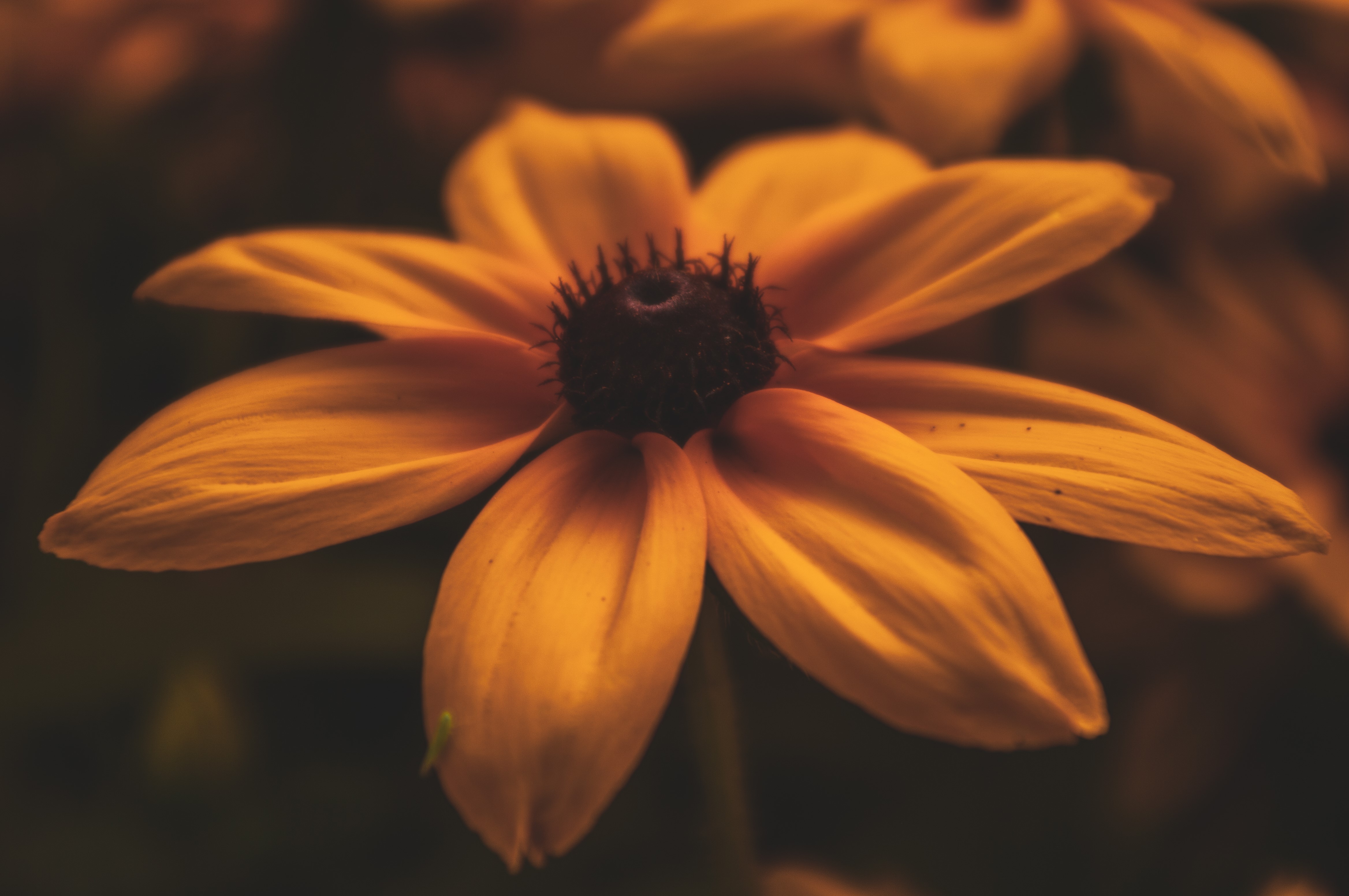 Yellow flowers in bloom HD Wallpaper