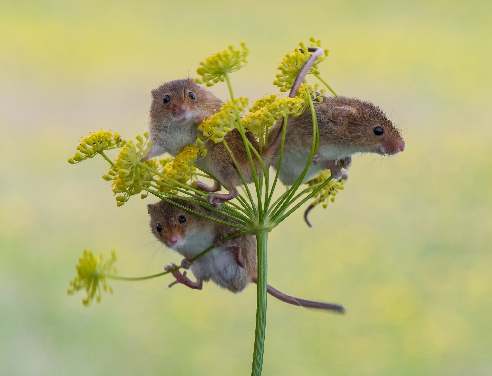 Three harvest mice on a yellow flower HD Wallpaper