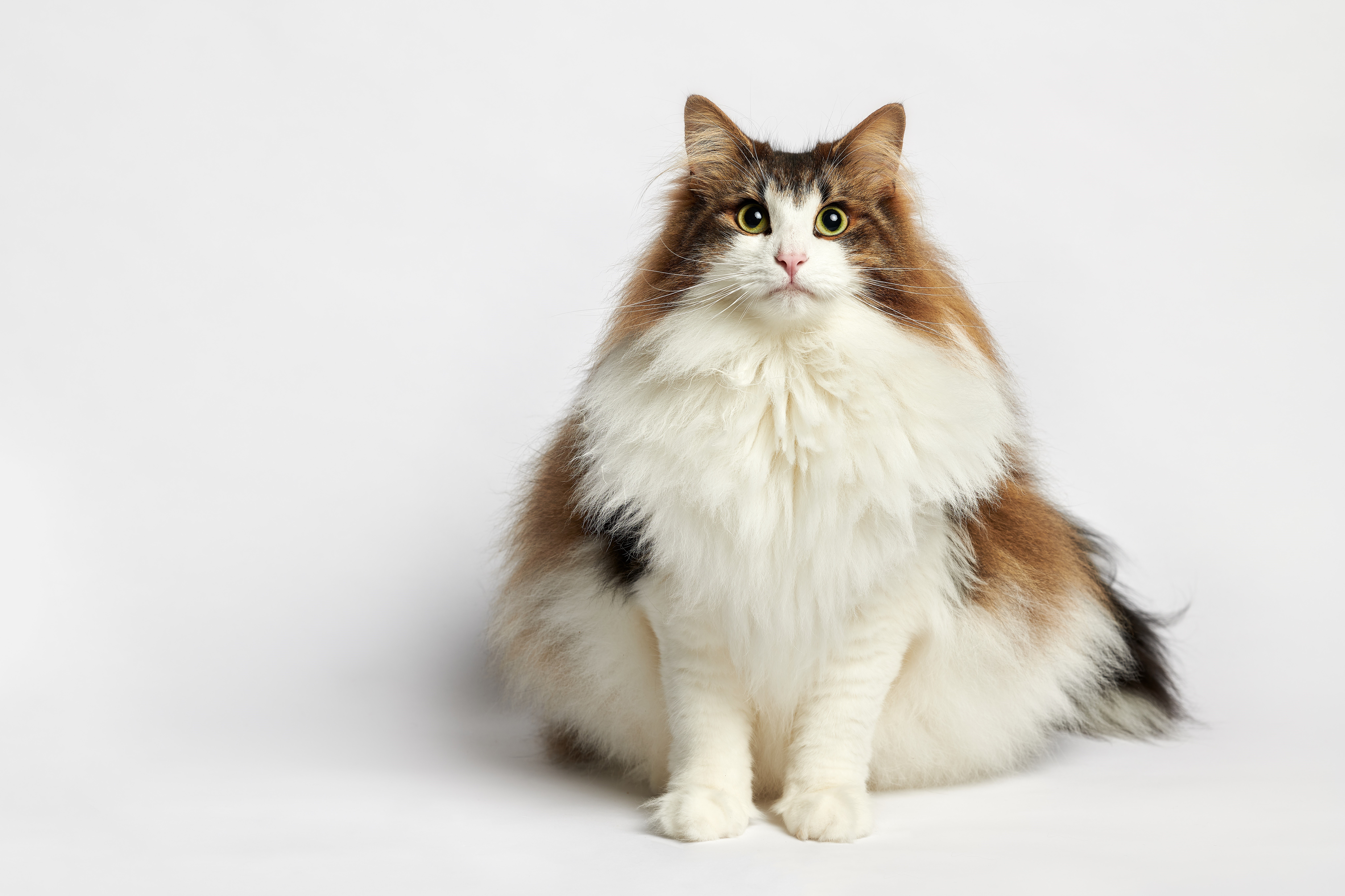 Overweight Norwegian Forest Cat on Simple Background HD Wallpaper
