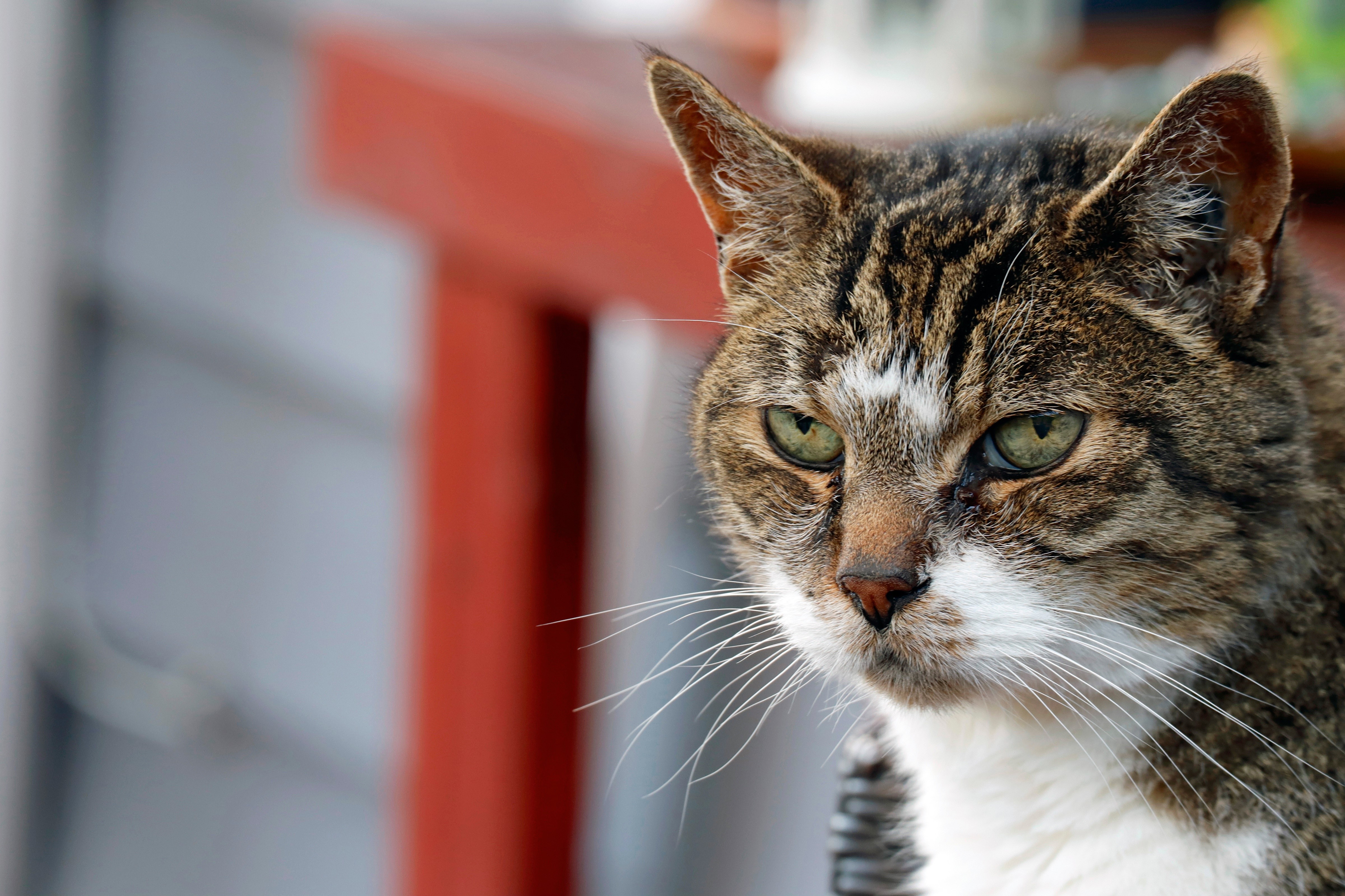 Close-up of a tabby cat's face HD Wallpaper